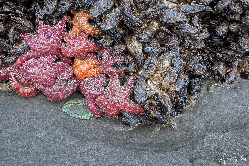 Sea Life