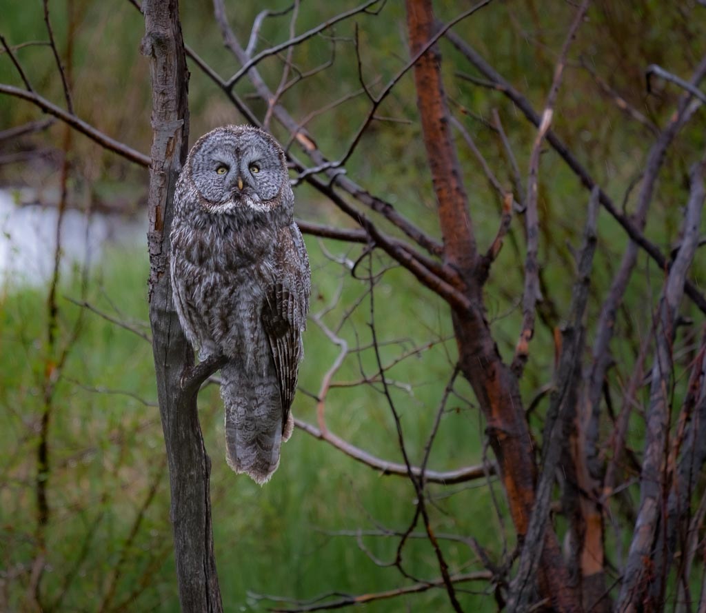 Great Grey Owl