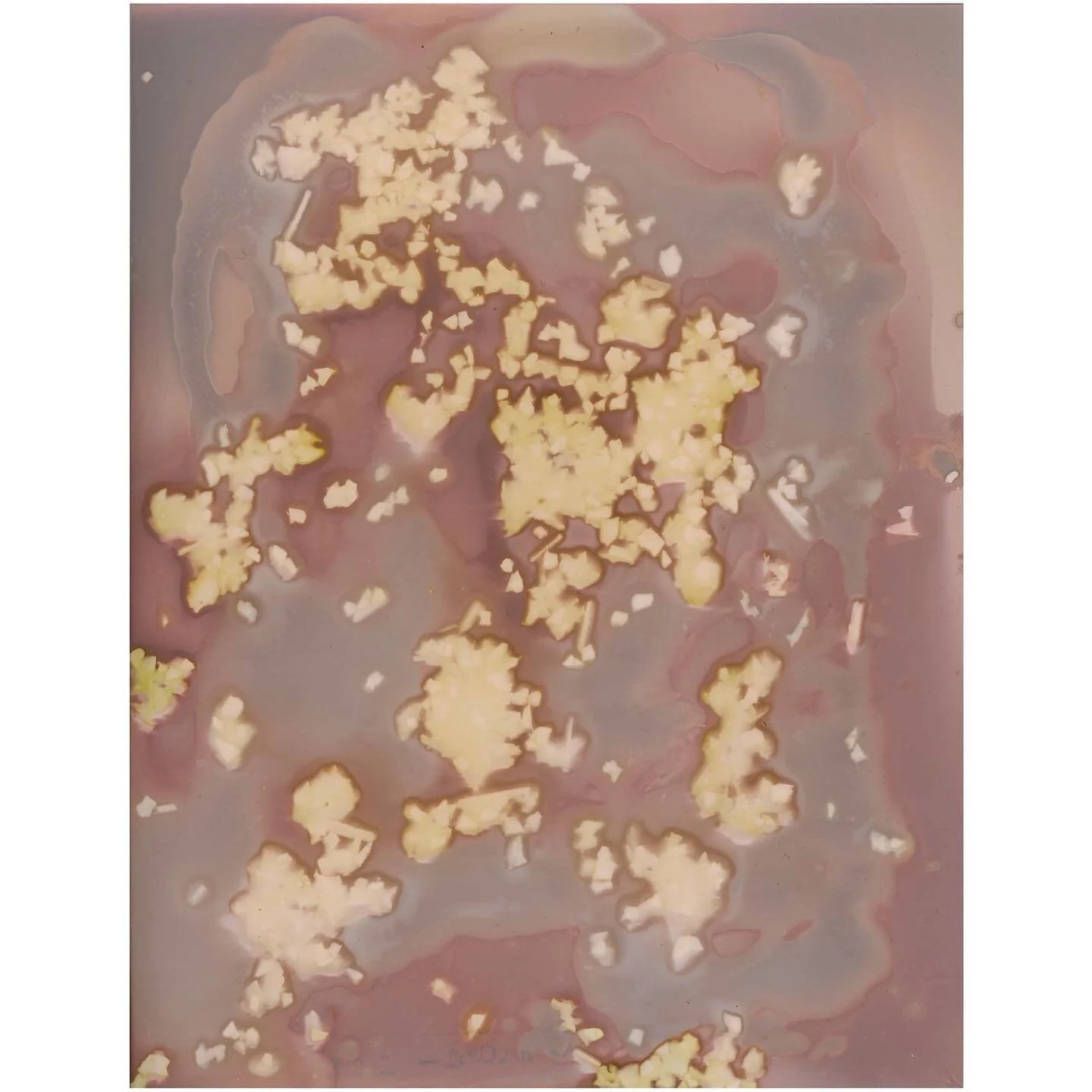 Unmanipulated Lumen Print 3 
.
.
.
.
#lumenprint #cameraless #yevkazannik