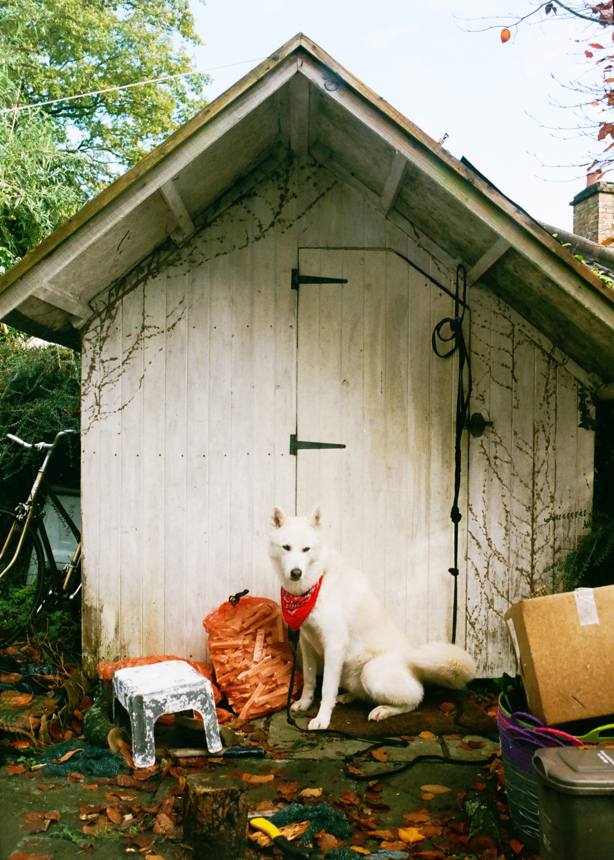 MArks Dog _180205000000020001.jpg