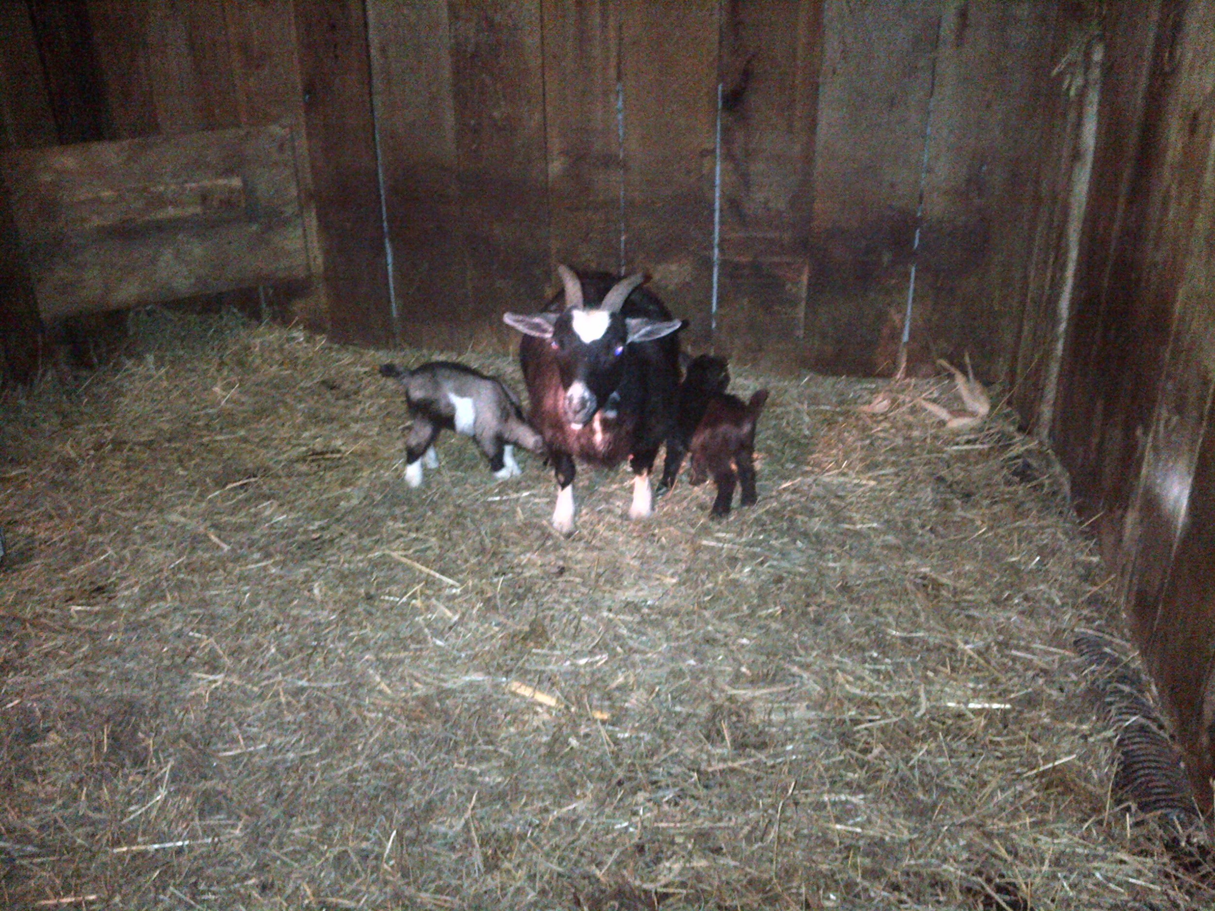 Momma goat with babies 1.jpg
