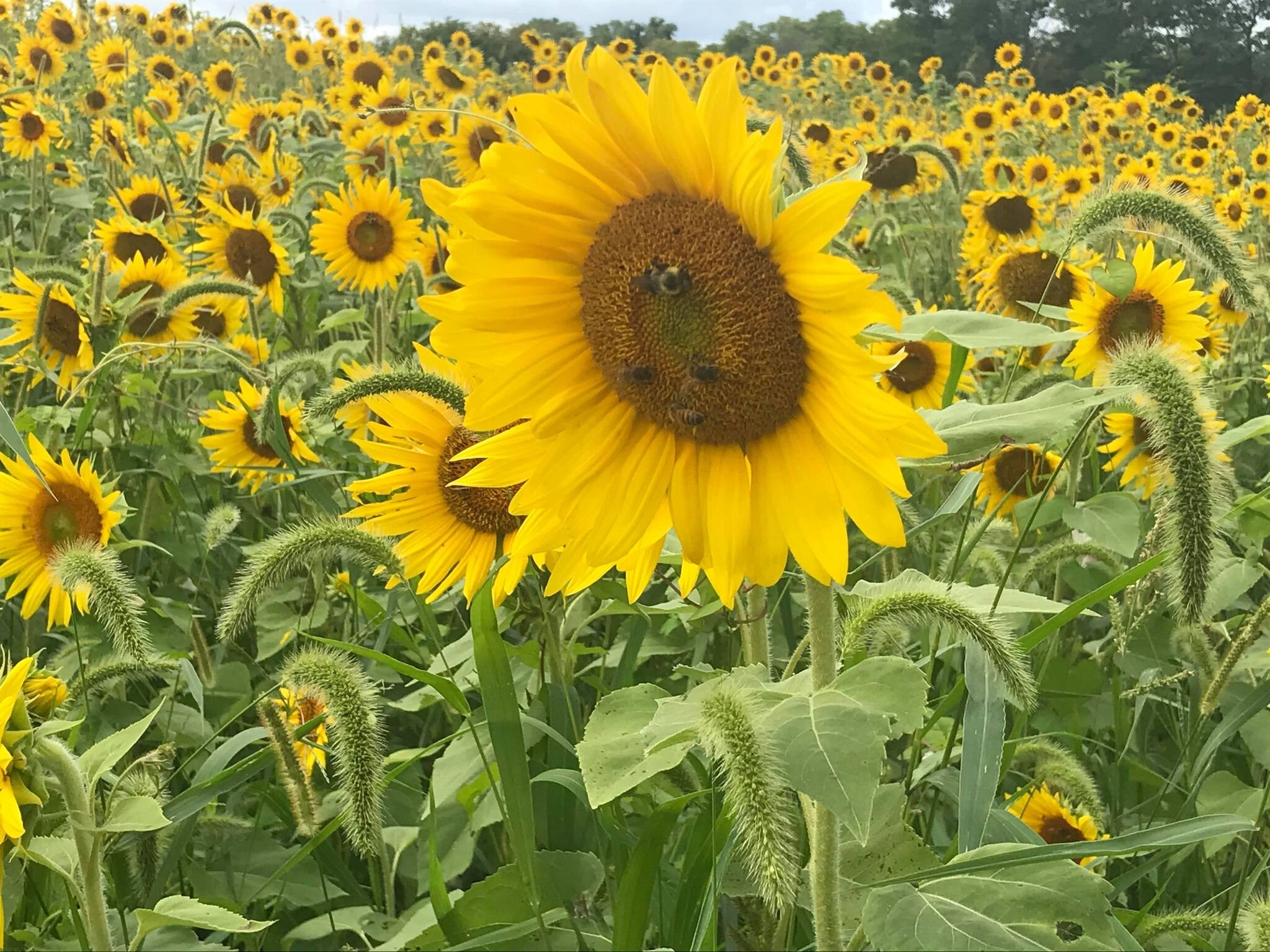 sunflower2020cc.jpg