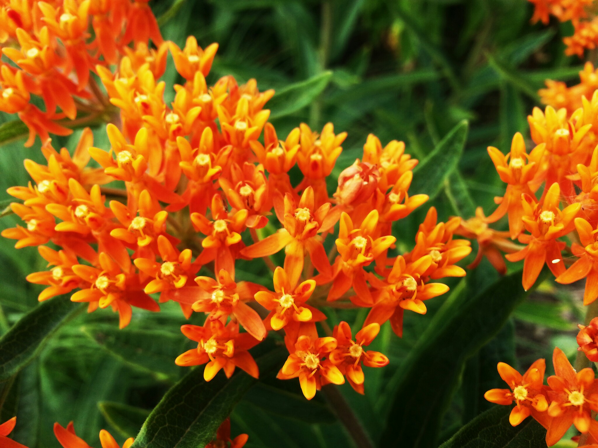 Little Orange Flowers