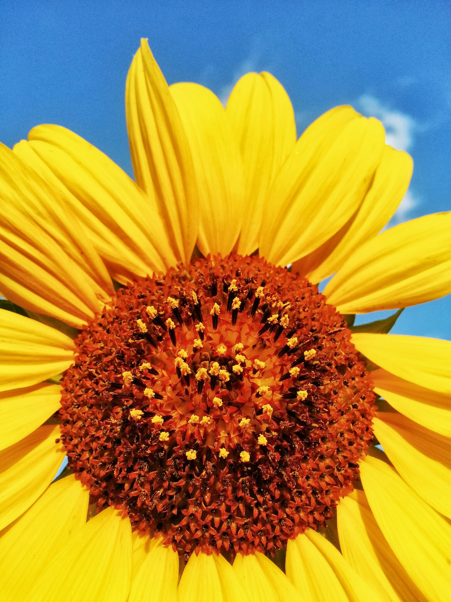 Sunny Sunday Sunflower