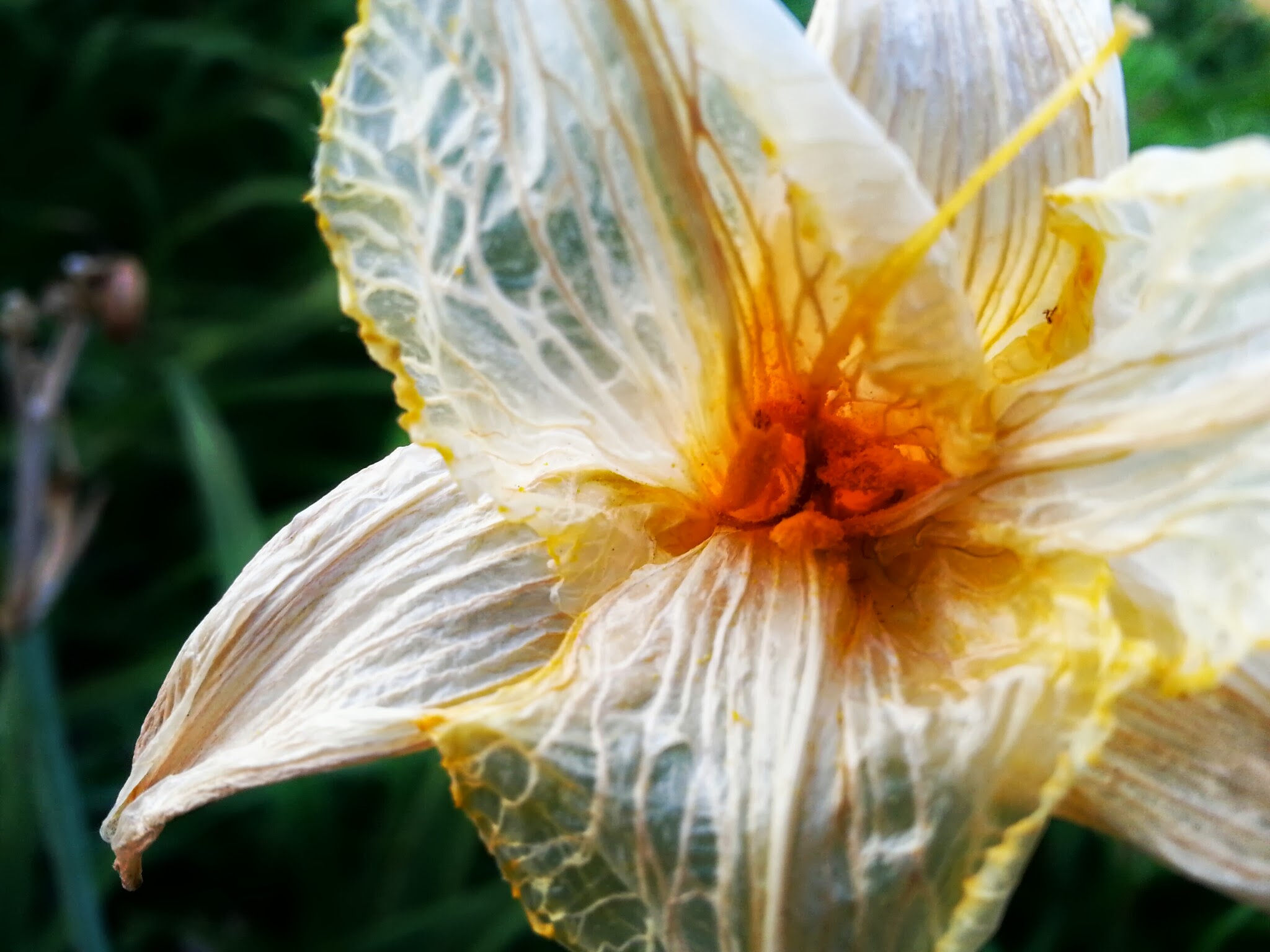 Dried flower