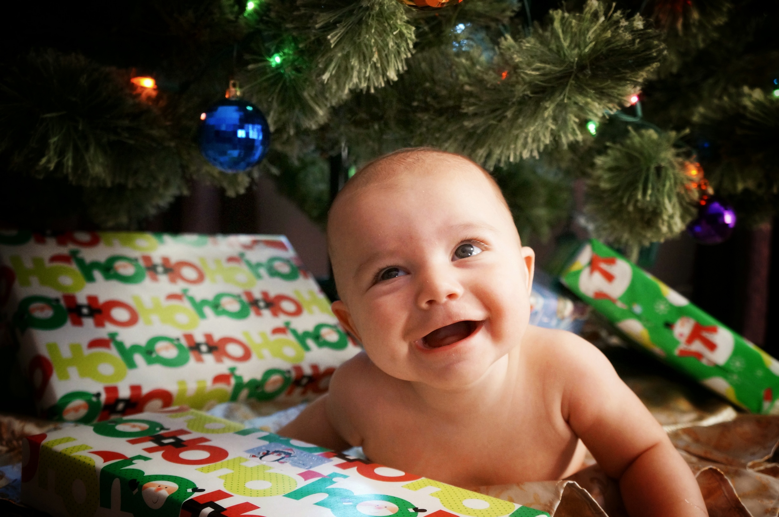 Ryker under the tree