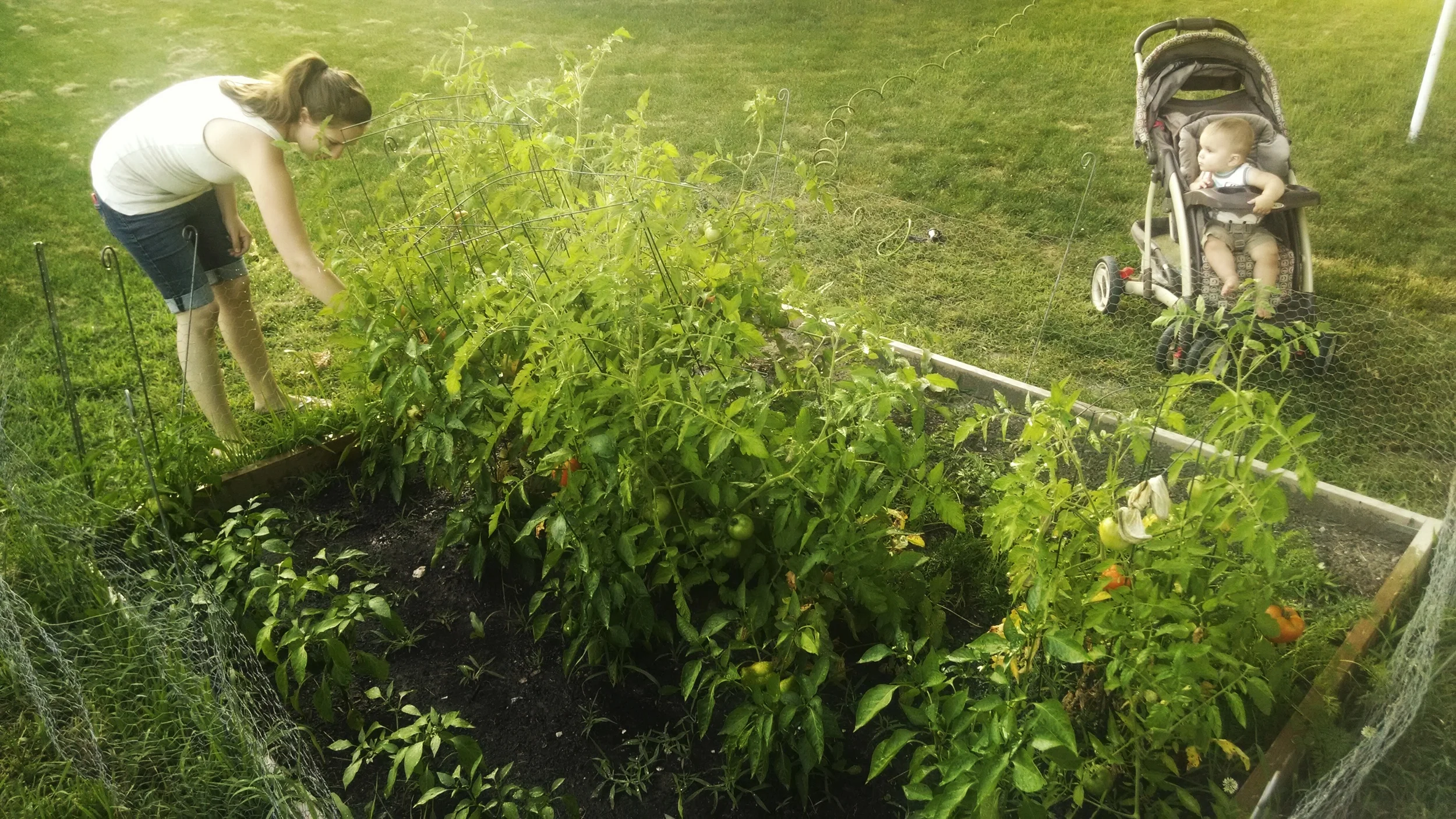 Our first garden is looking good! My wife picking tomatoes while my son watches.