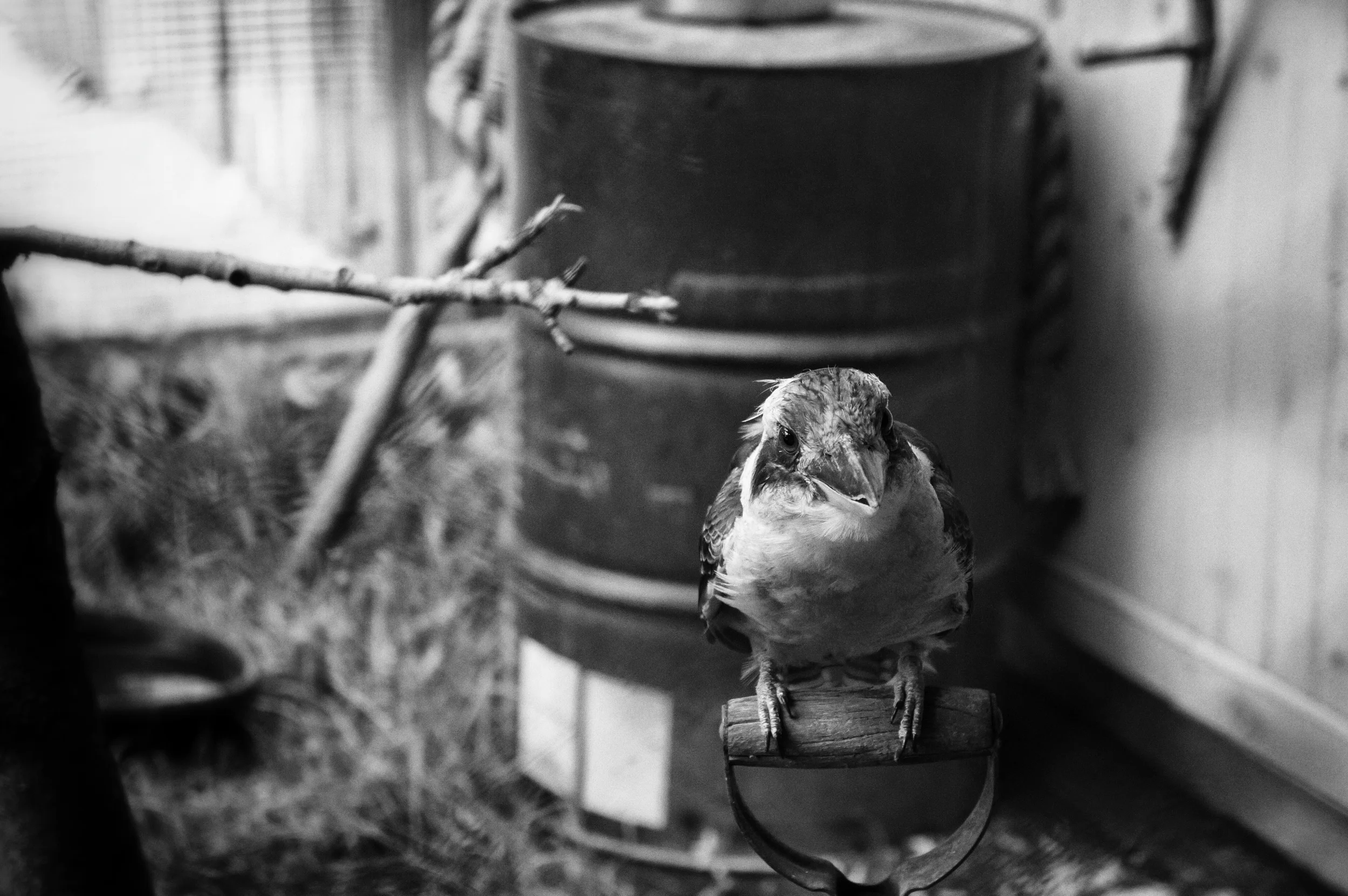 Fifty Shades of G'day