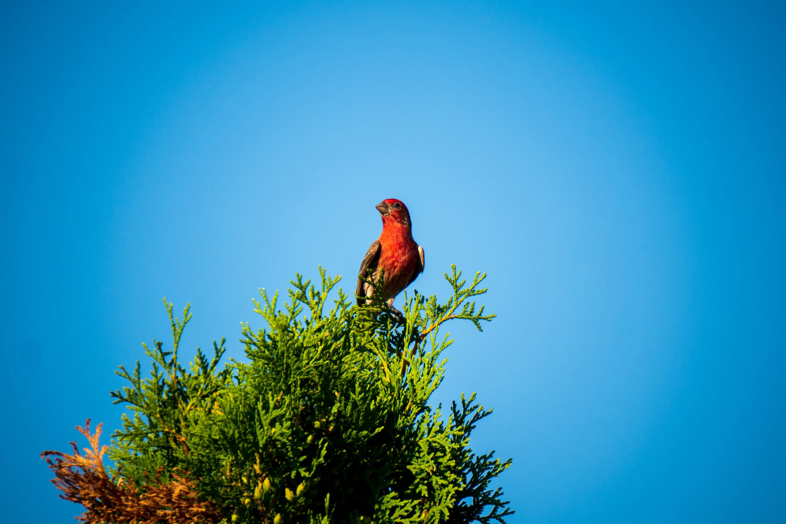 Backyard Photo Walk
