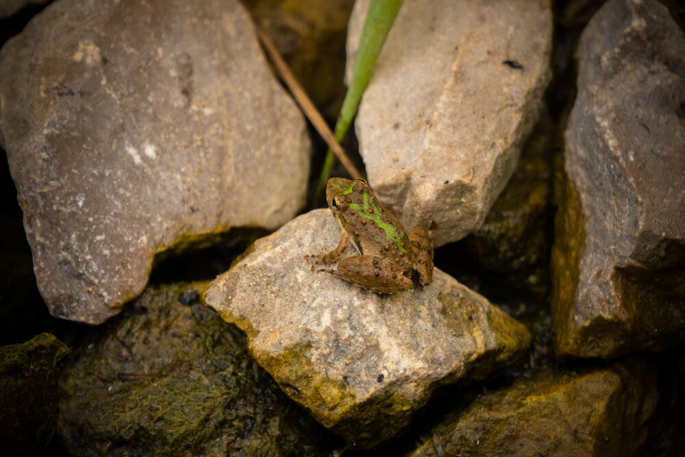 We found some baby frogs during our hike!