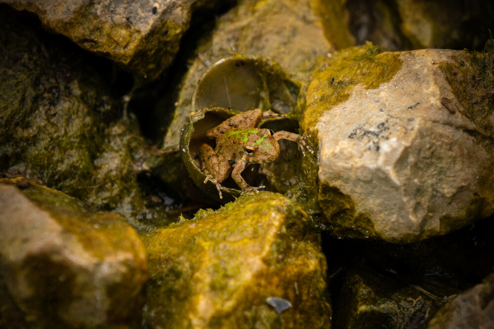 We found some baby frogs during our hike!