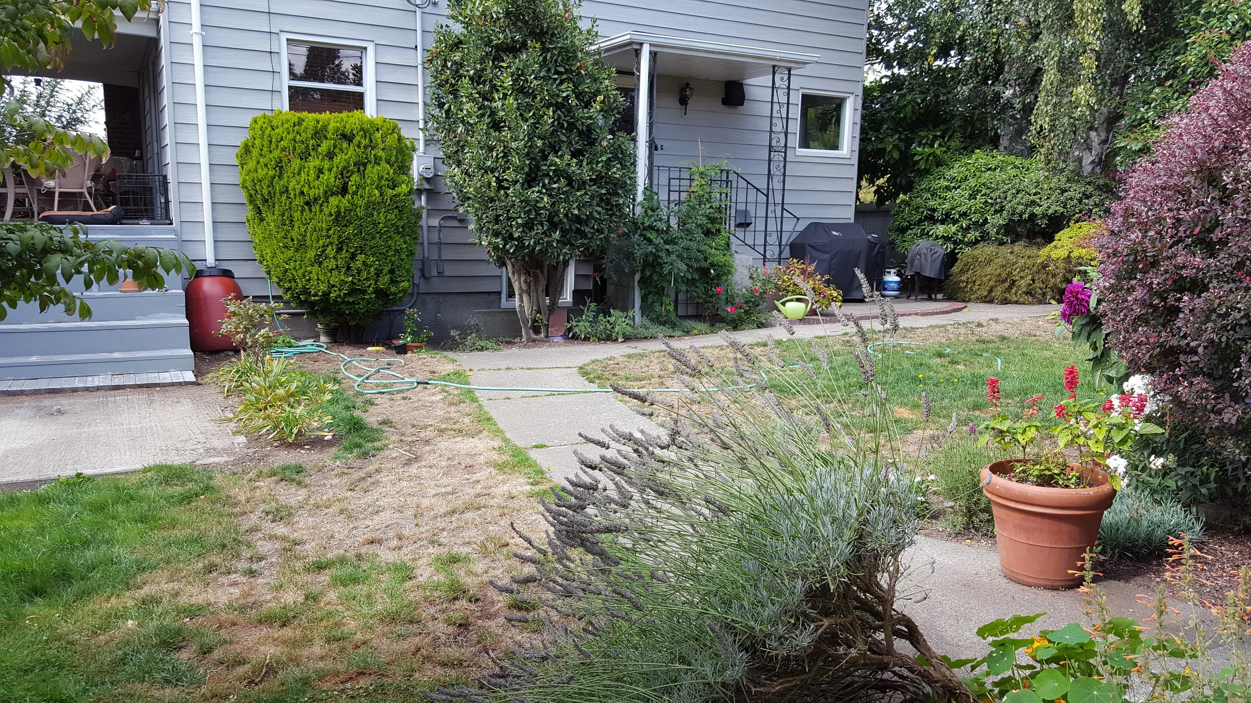West Seattle Back Yard 1.jpeg