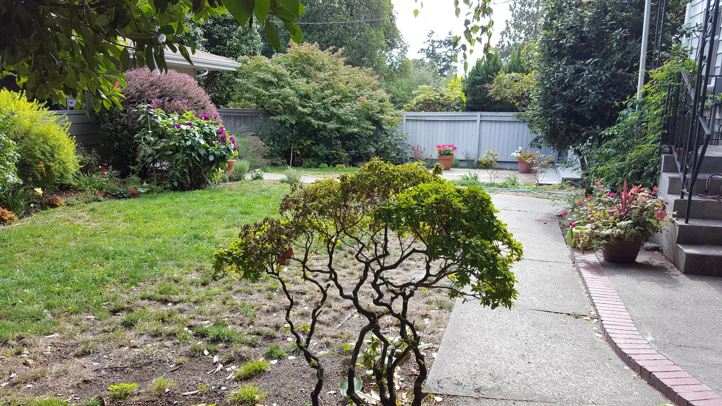 West Seattle Back Yard 2.jpeg