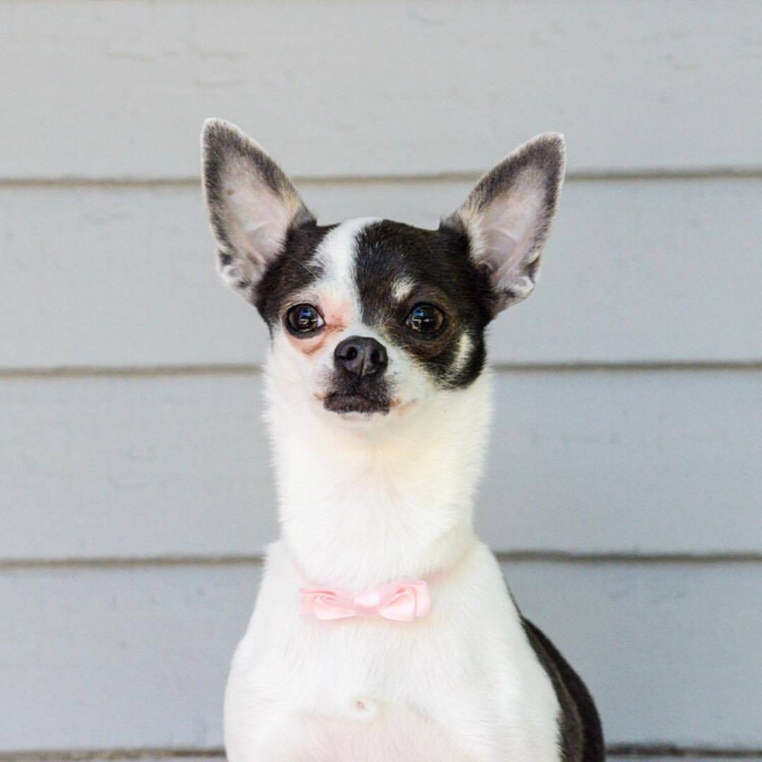 wendy, aka bobey, bobo, bodinga, dingy, and the master of licking your face off, and queen of barking at the mailman. 