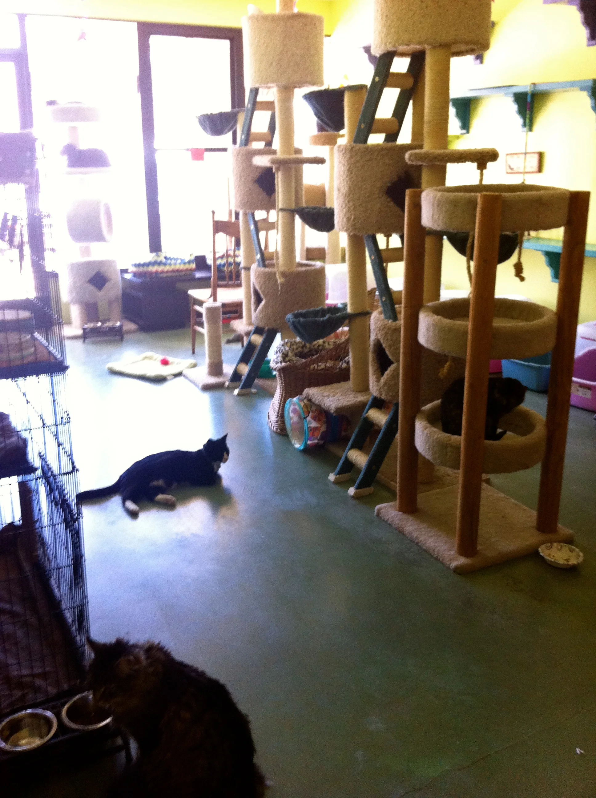 We live in a cat town