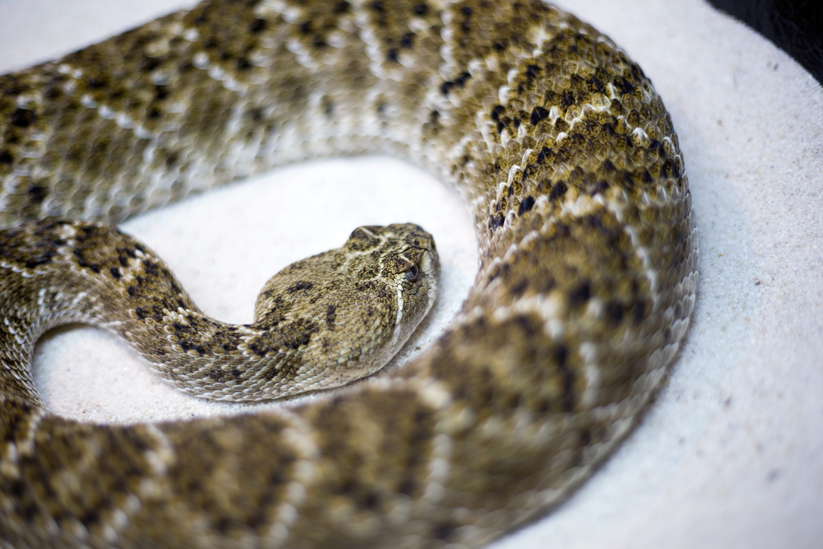 Western Diamondback rattlesnake ( Crotalus atrox )