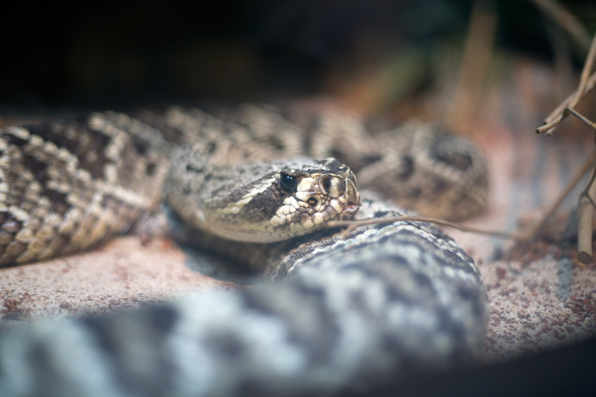 Eastern Diamondback rattlesnake ( Crotalus adamanteus )