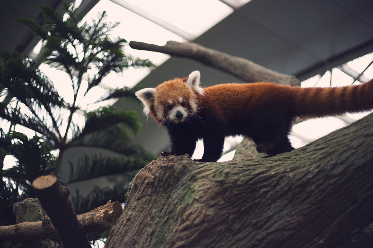 Red panda ( Ailurus fulgens )