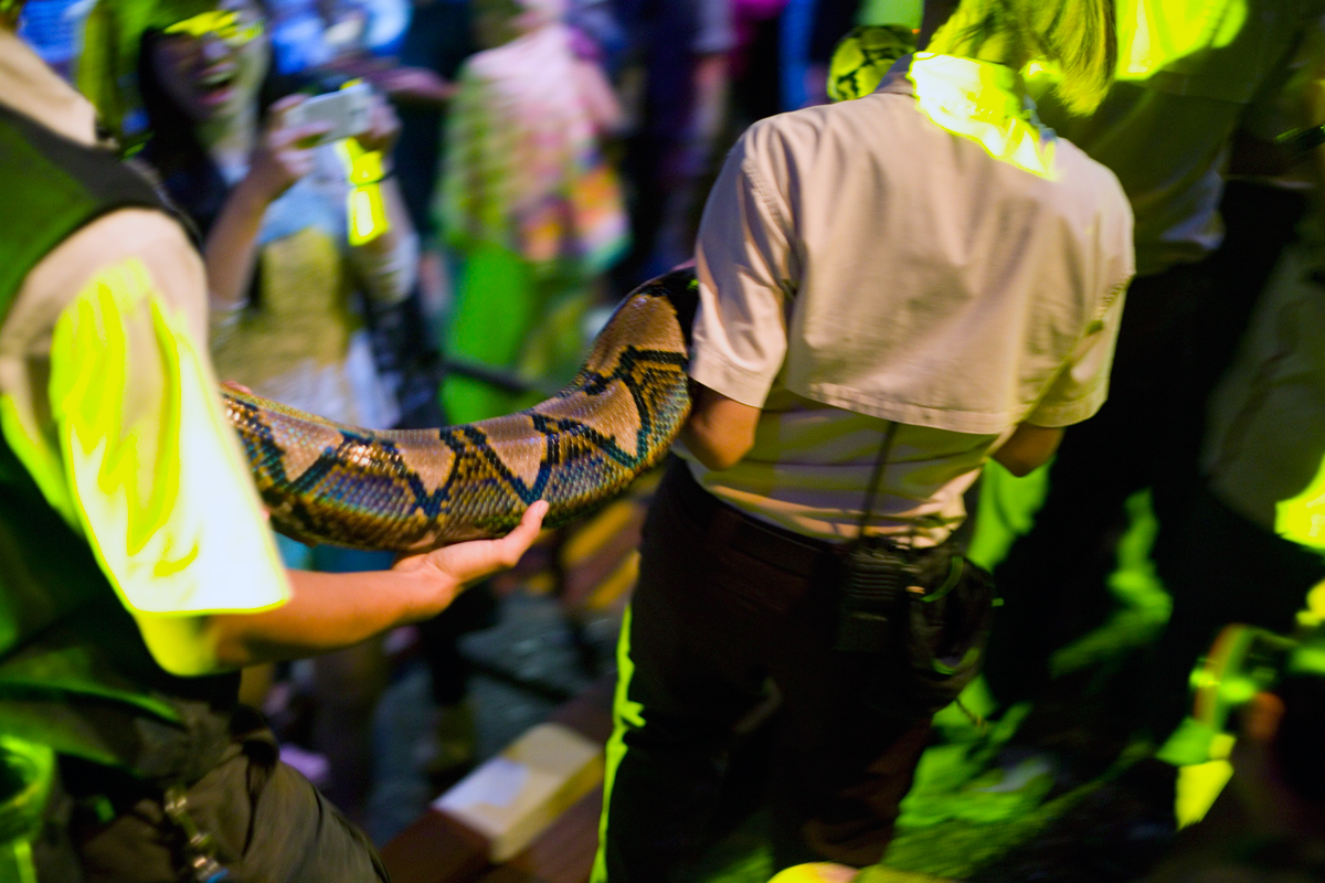 Reticulated python ( Python reticulus )