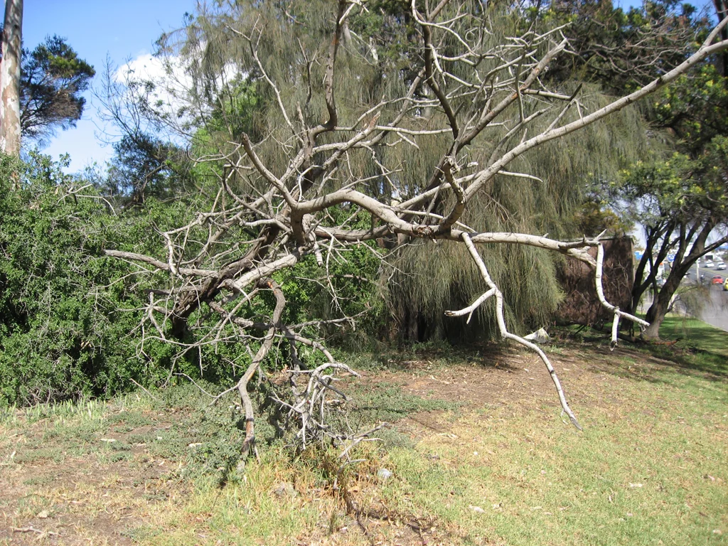 For Every Solution There is a Problem_tree:footscray07.jpg