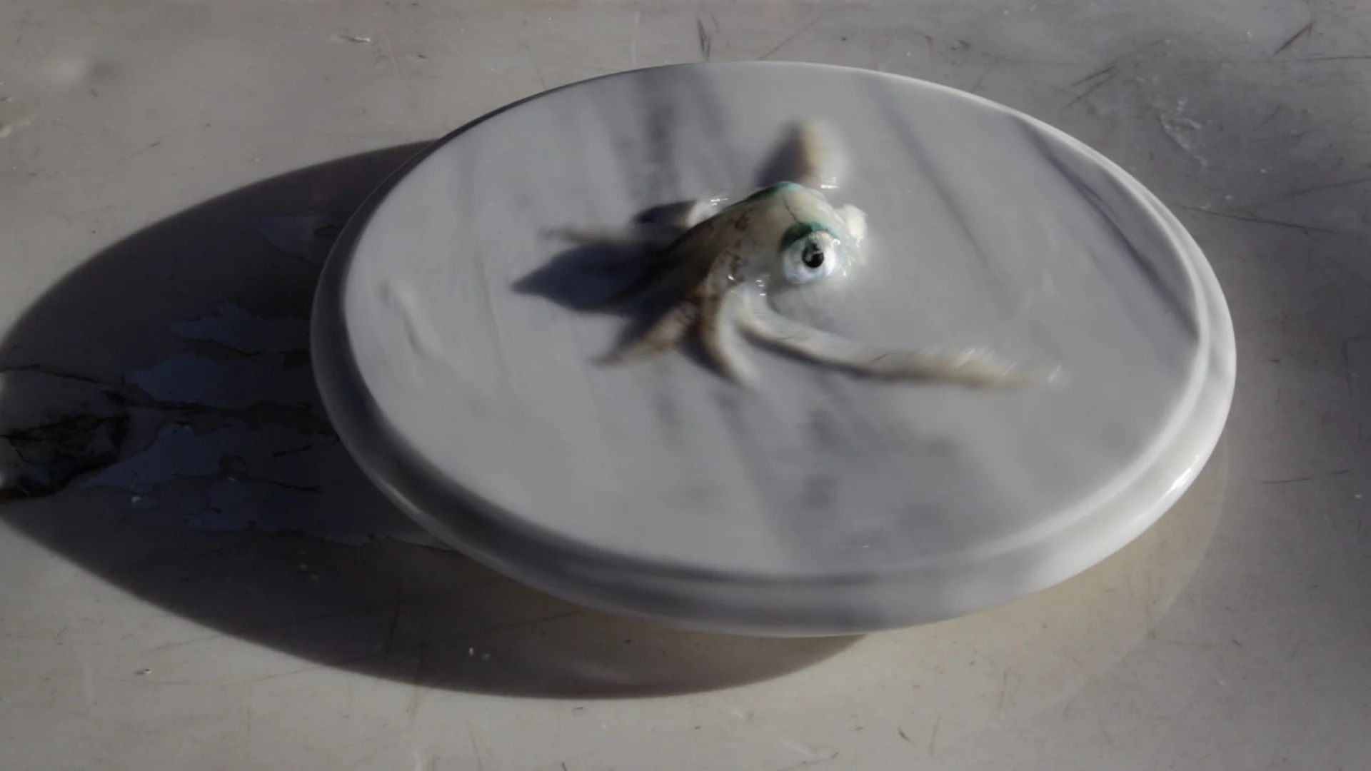 video-still-squid-lazy-susan.jpg
