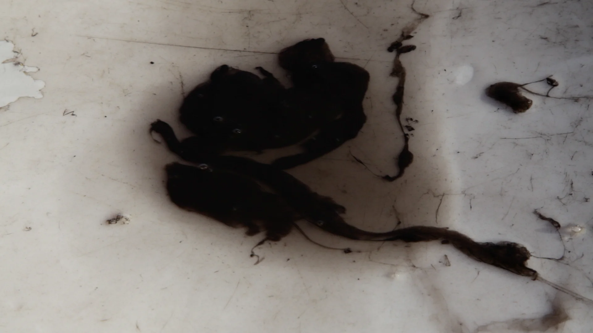 video-still-ink-on-esky.jpg