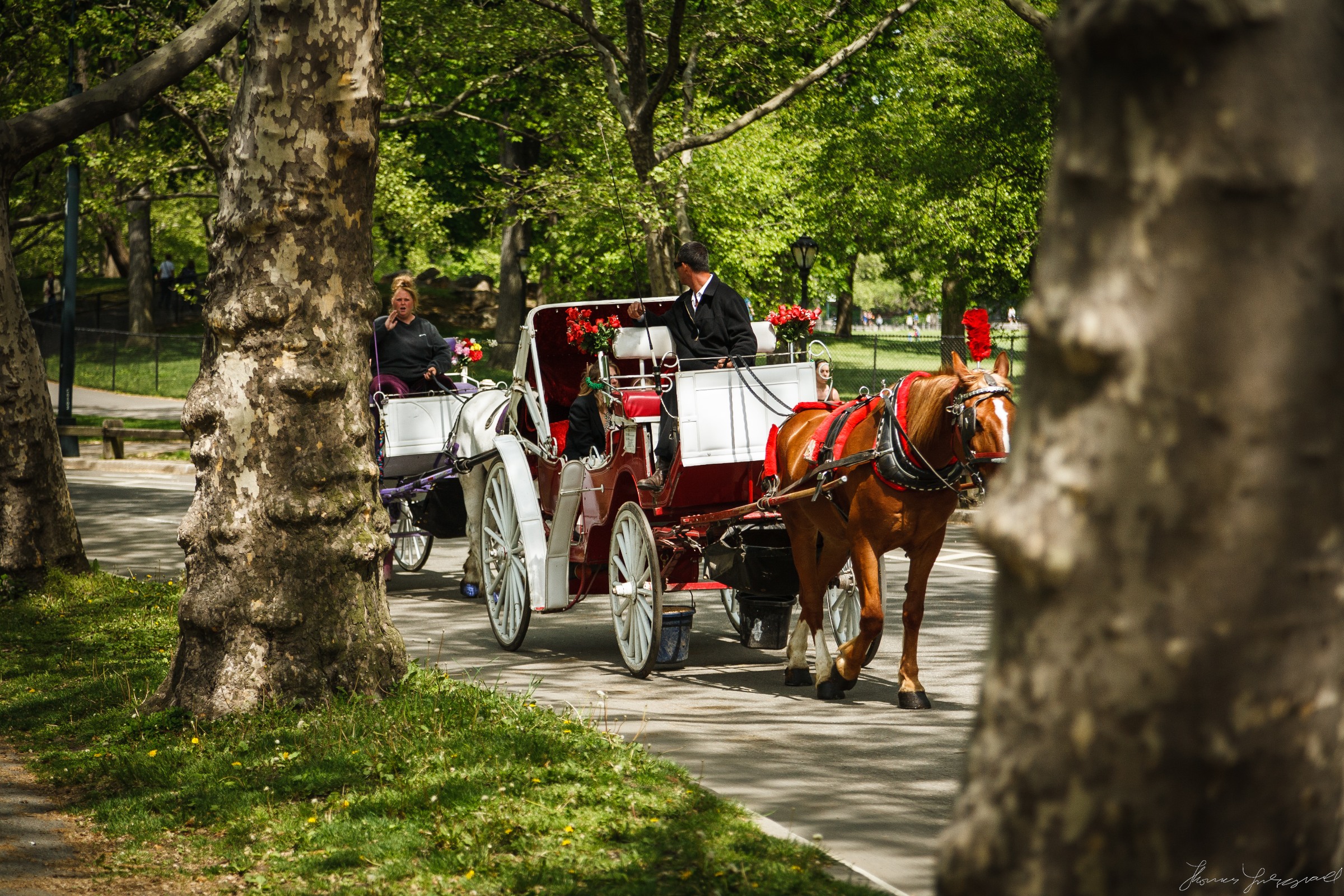 Central-Park-New-York-City-2.jpg