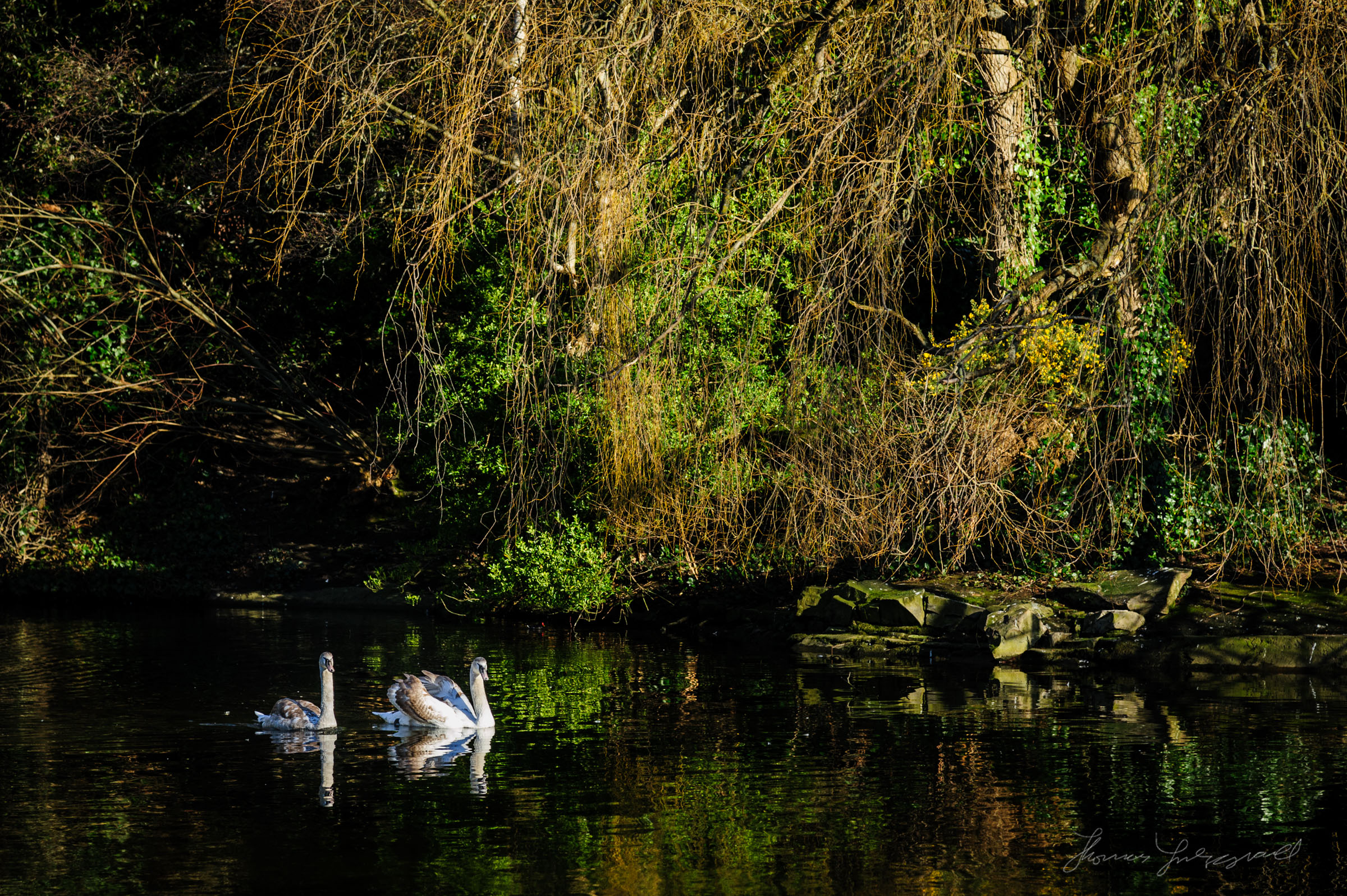 Spring in Stephen's Green, Dublin City