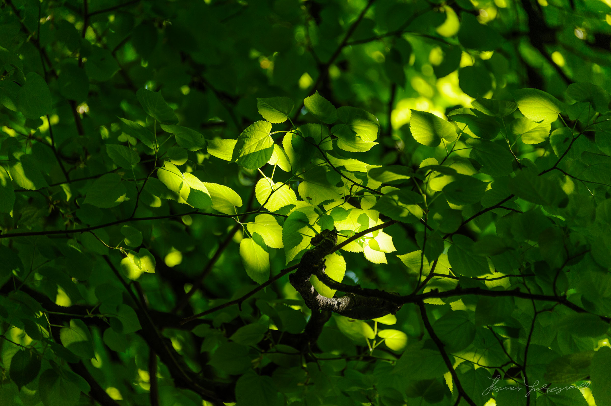 A patch of Light in the Trees