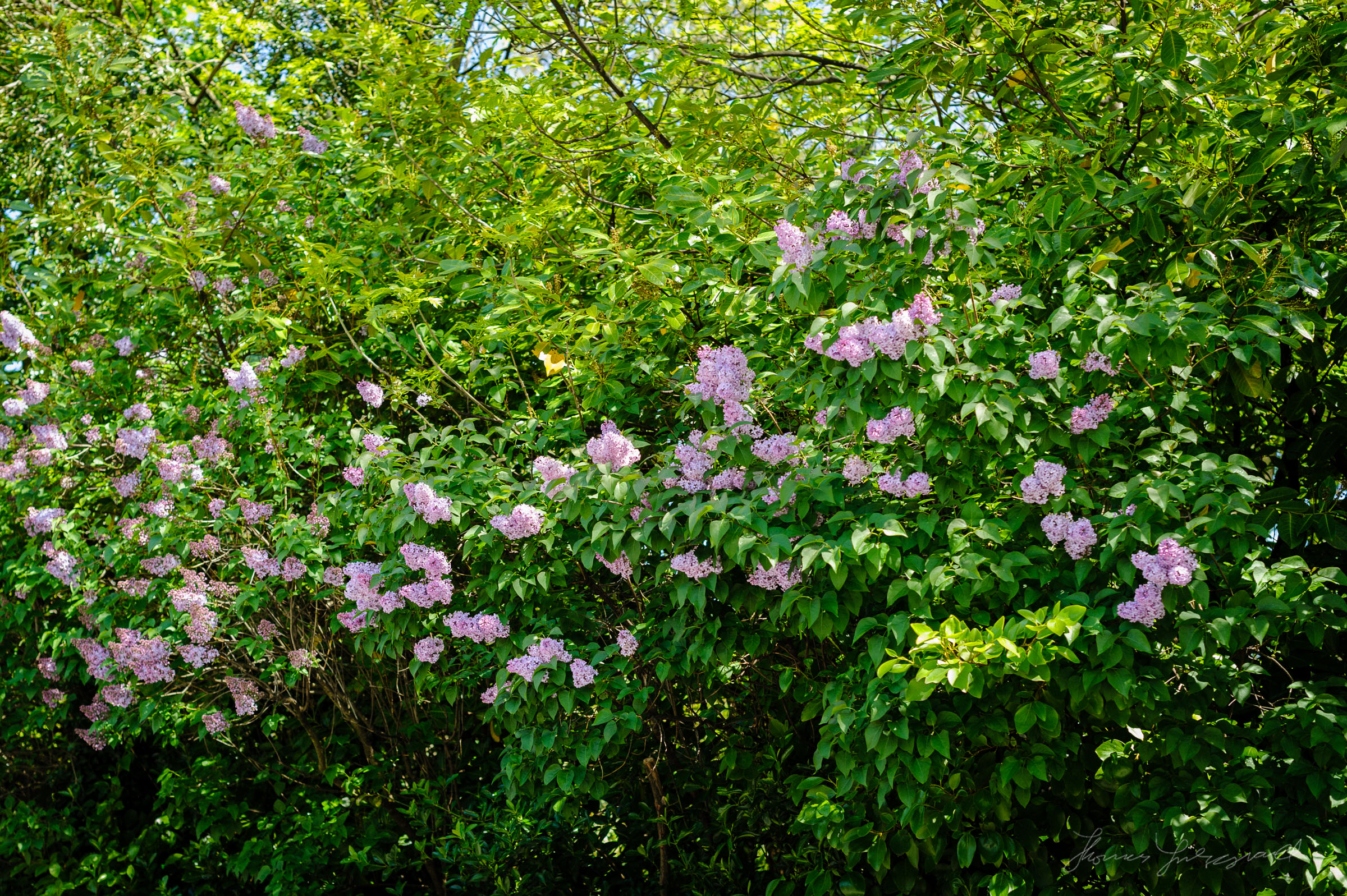 Beautiful Flowers on a Hedgerow