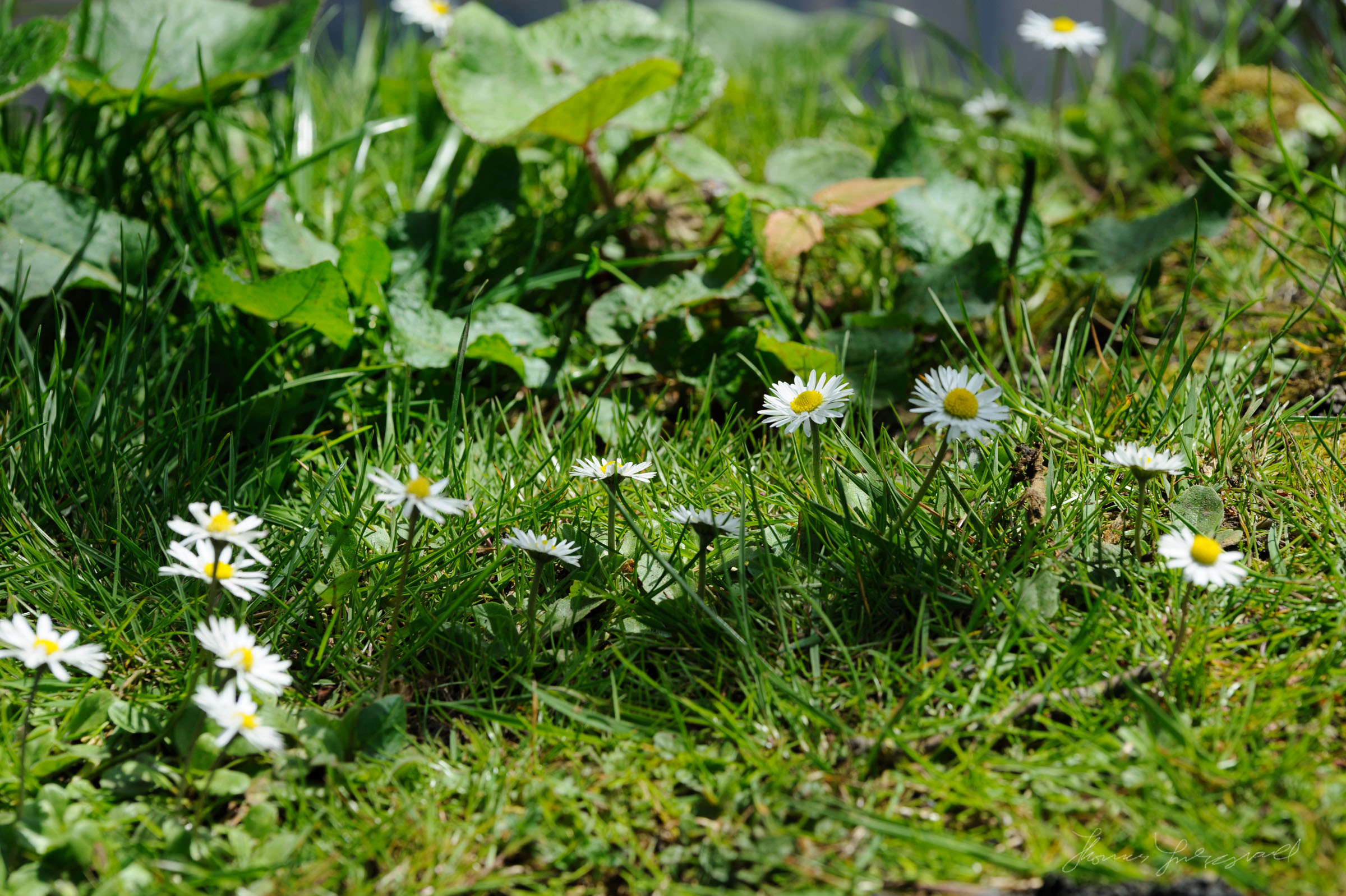 Dasies on the Grass by the Canal