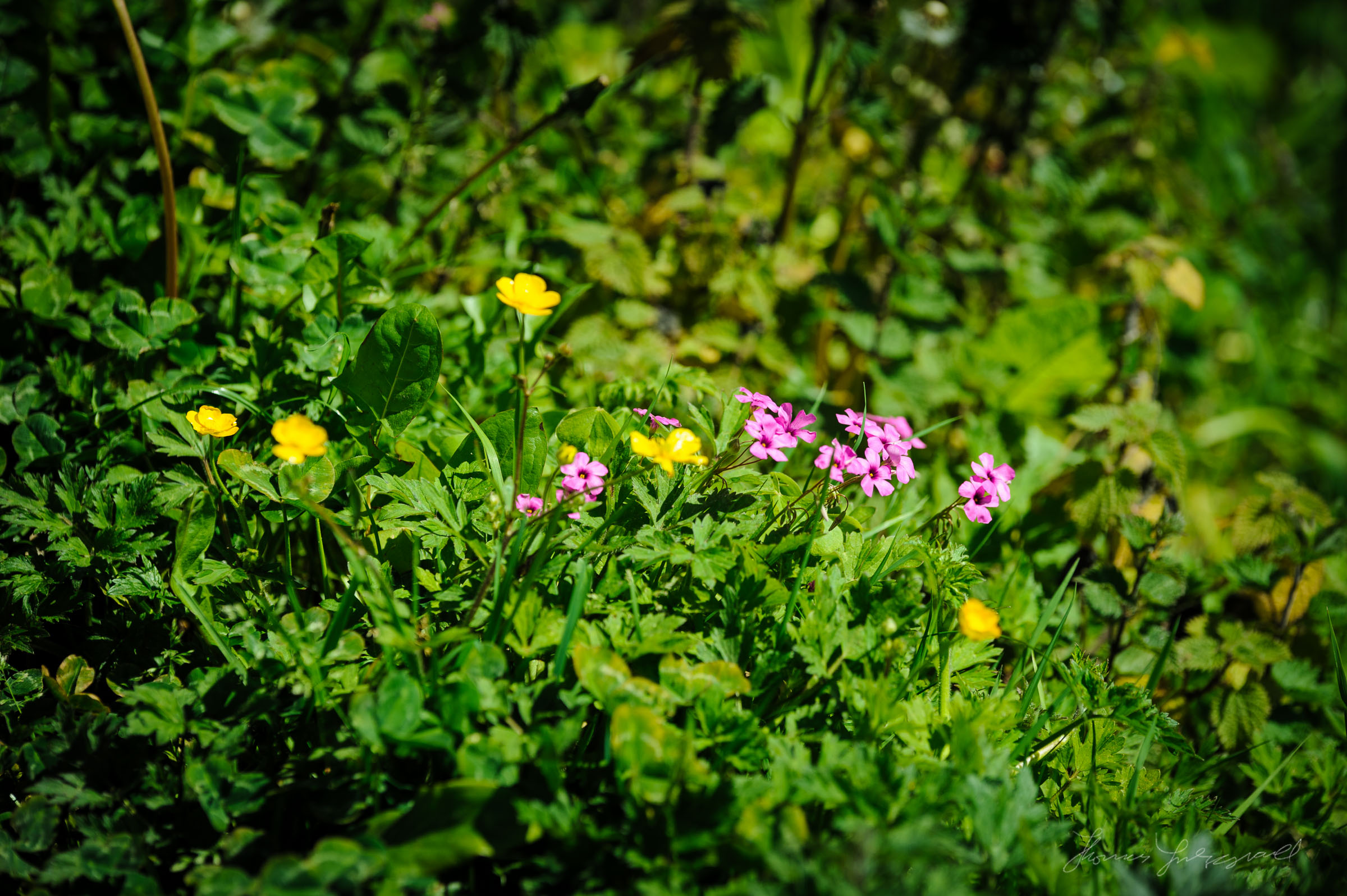 Delicate wild flowers on the canal bank
