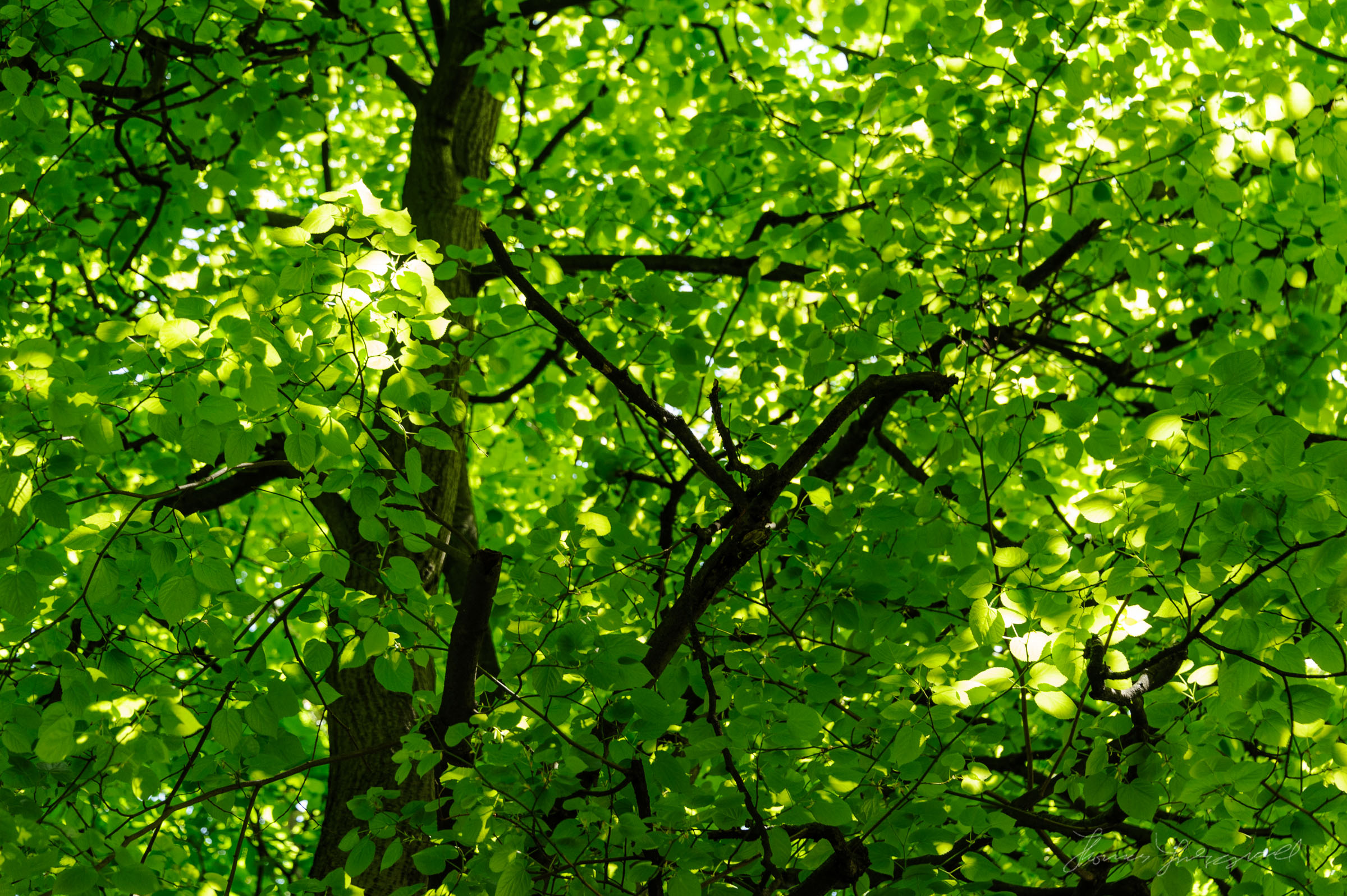 Patterns of Light and Green