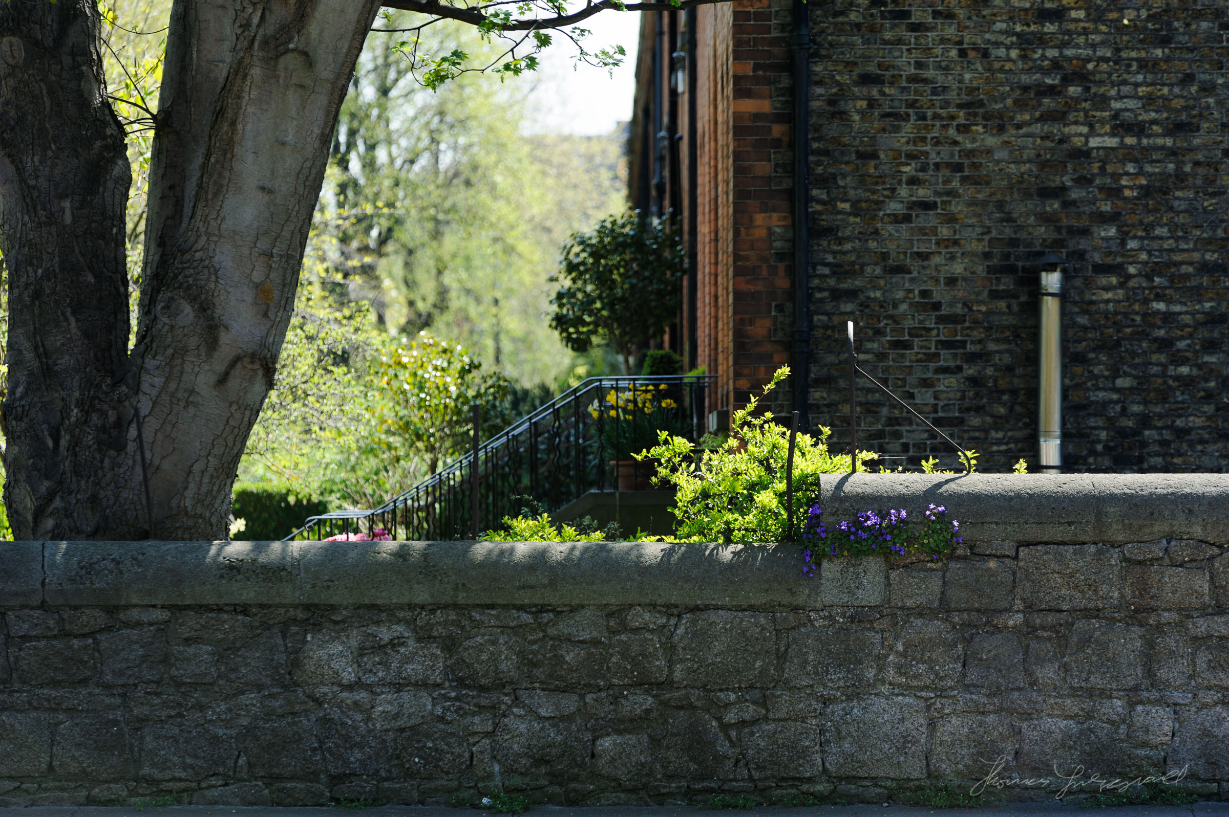 Wild flowers in a Wall