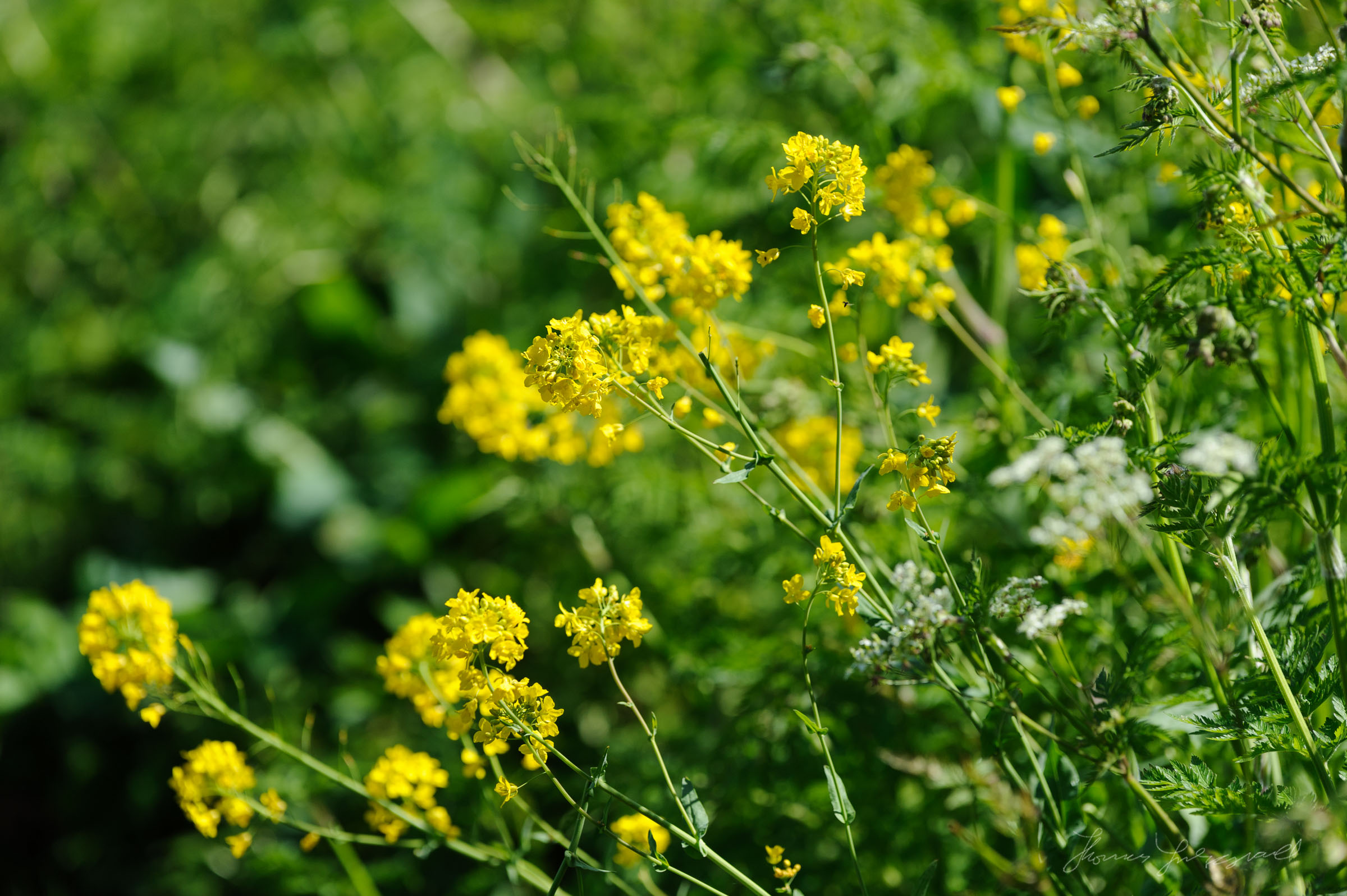 Yellow flowers and grreen shrubs