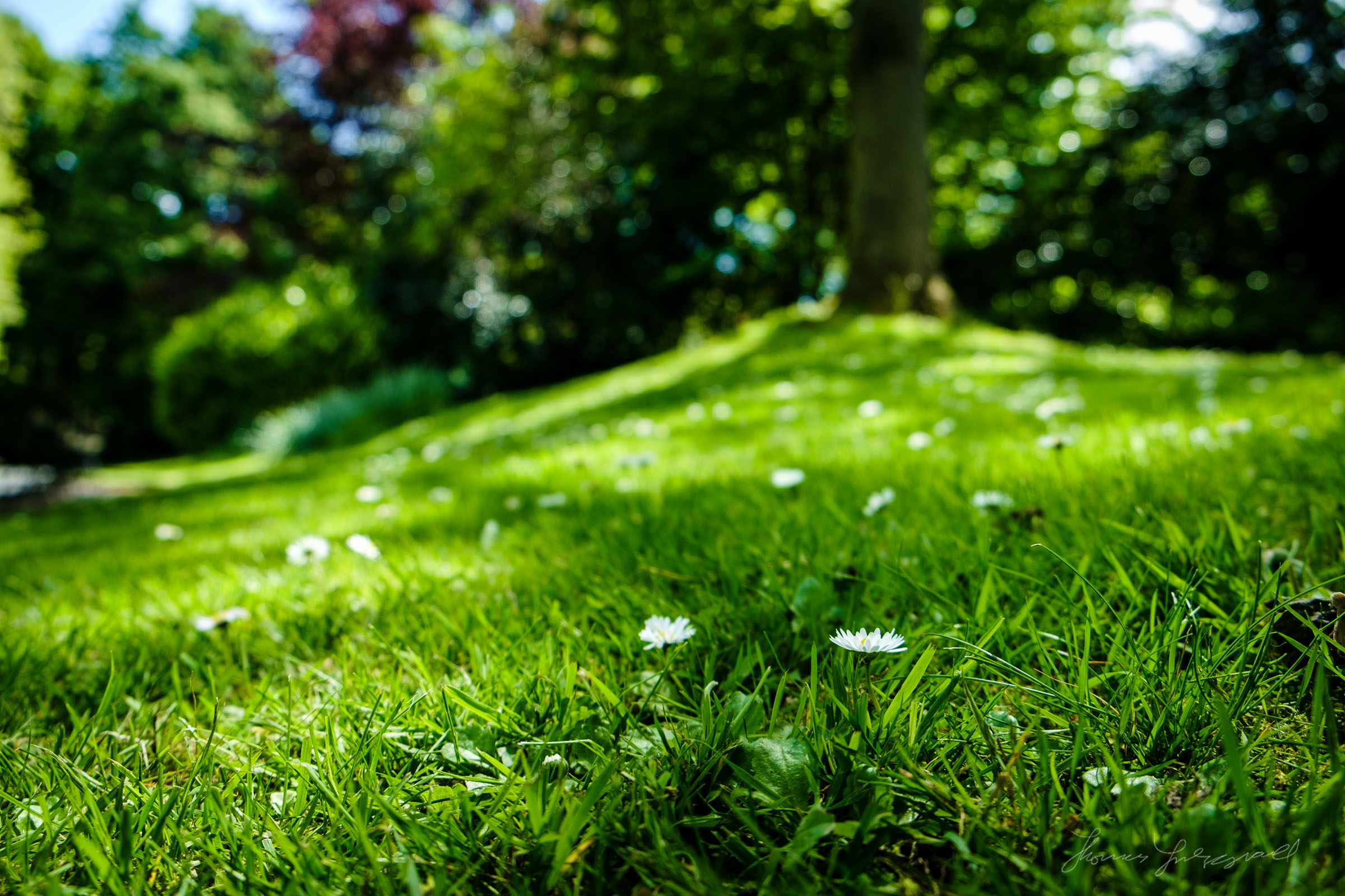 Close up of Daisies