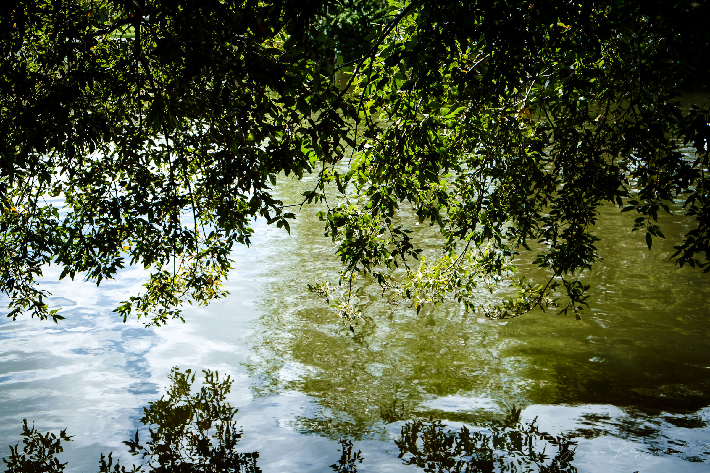 Branches over the water