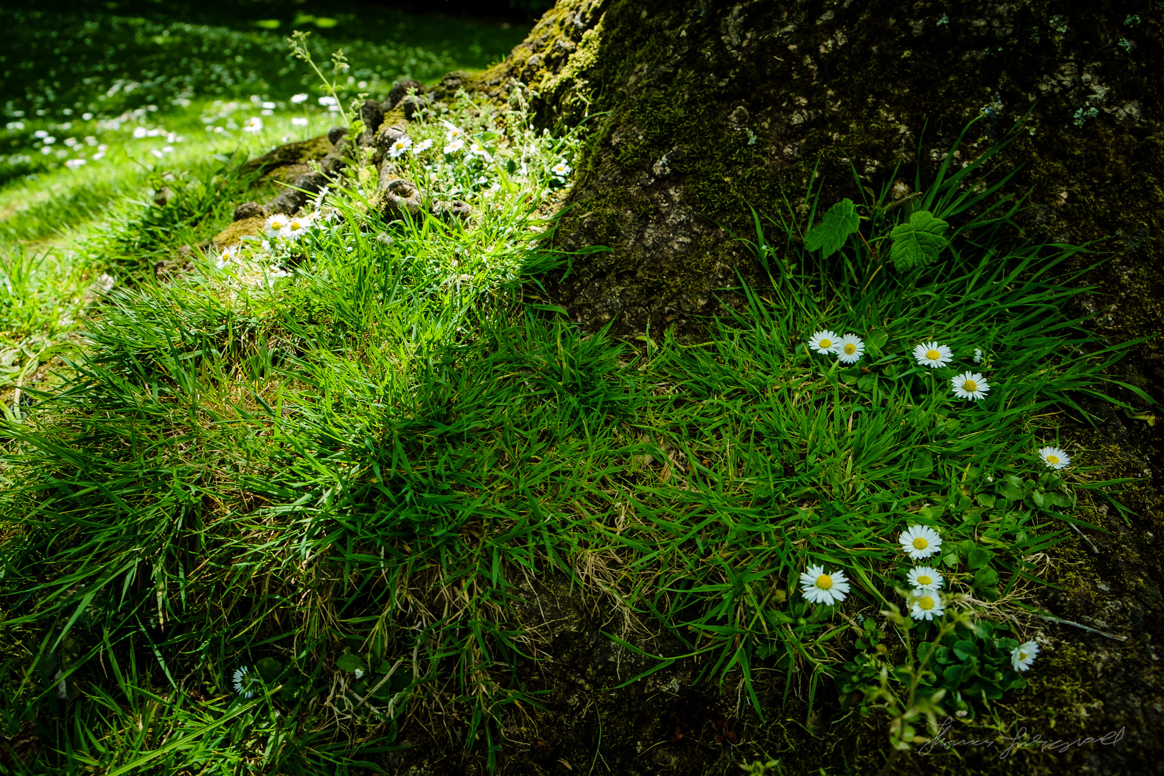 Daisies and tree Trunk