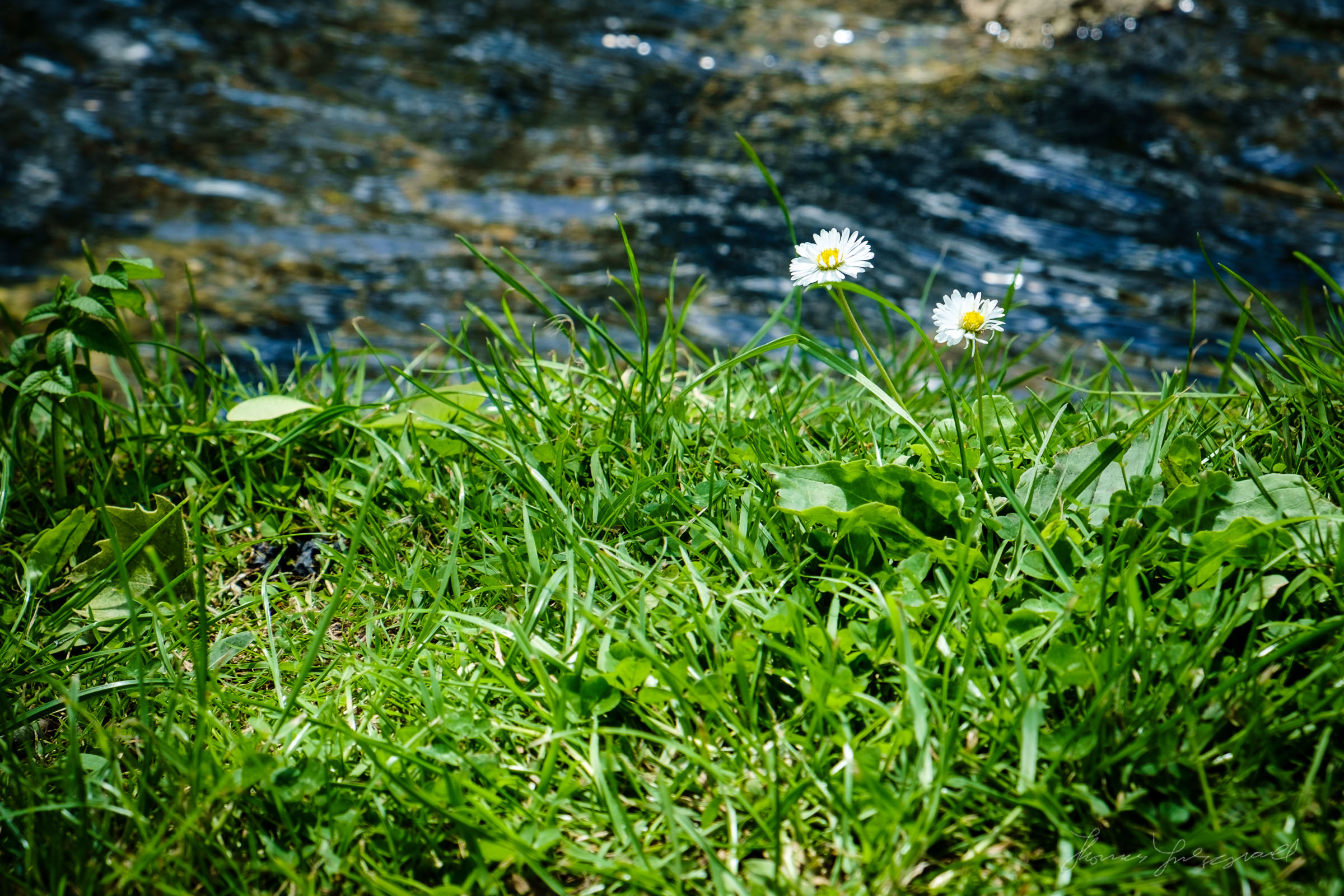 Daisies by the edge of the water