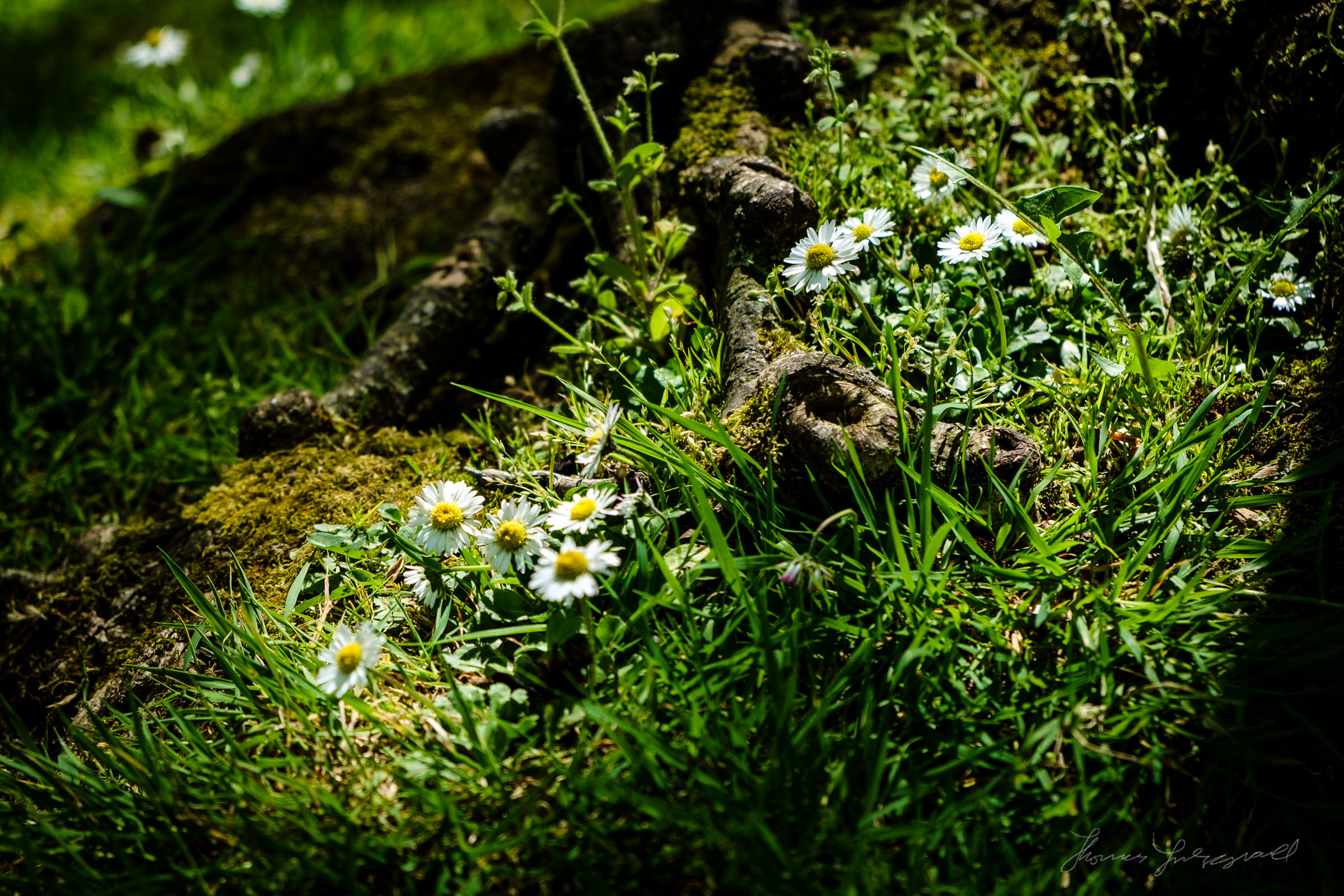 Daisies growing in a sunbeam