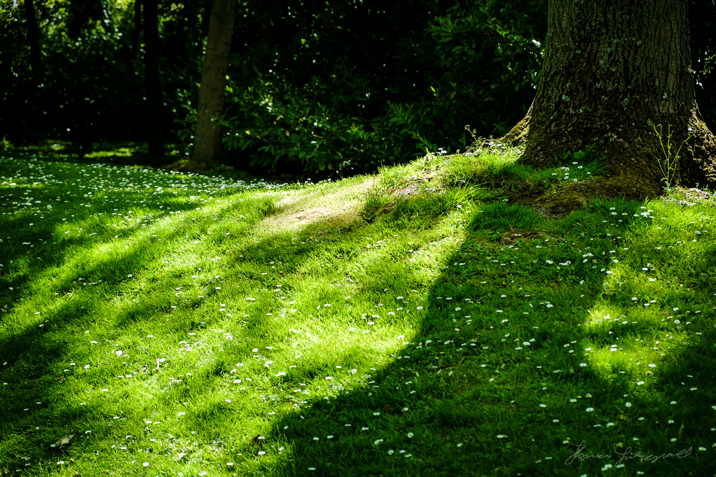 Daisies growing around a tree trunk