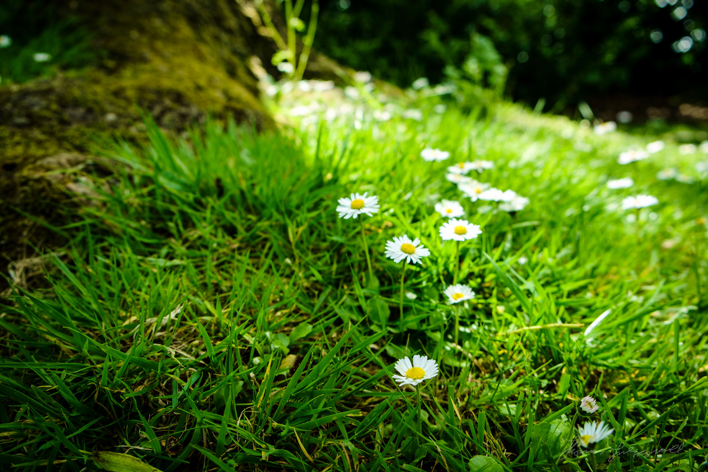 Daisies in the grass