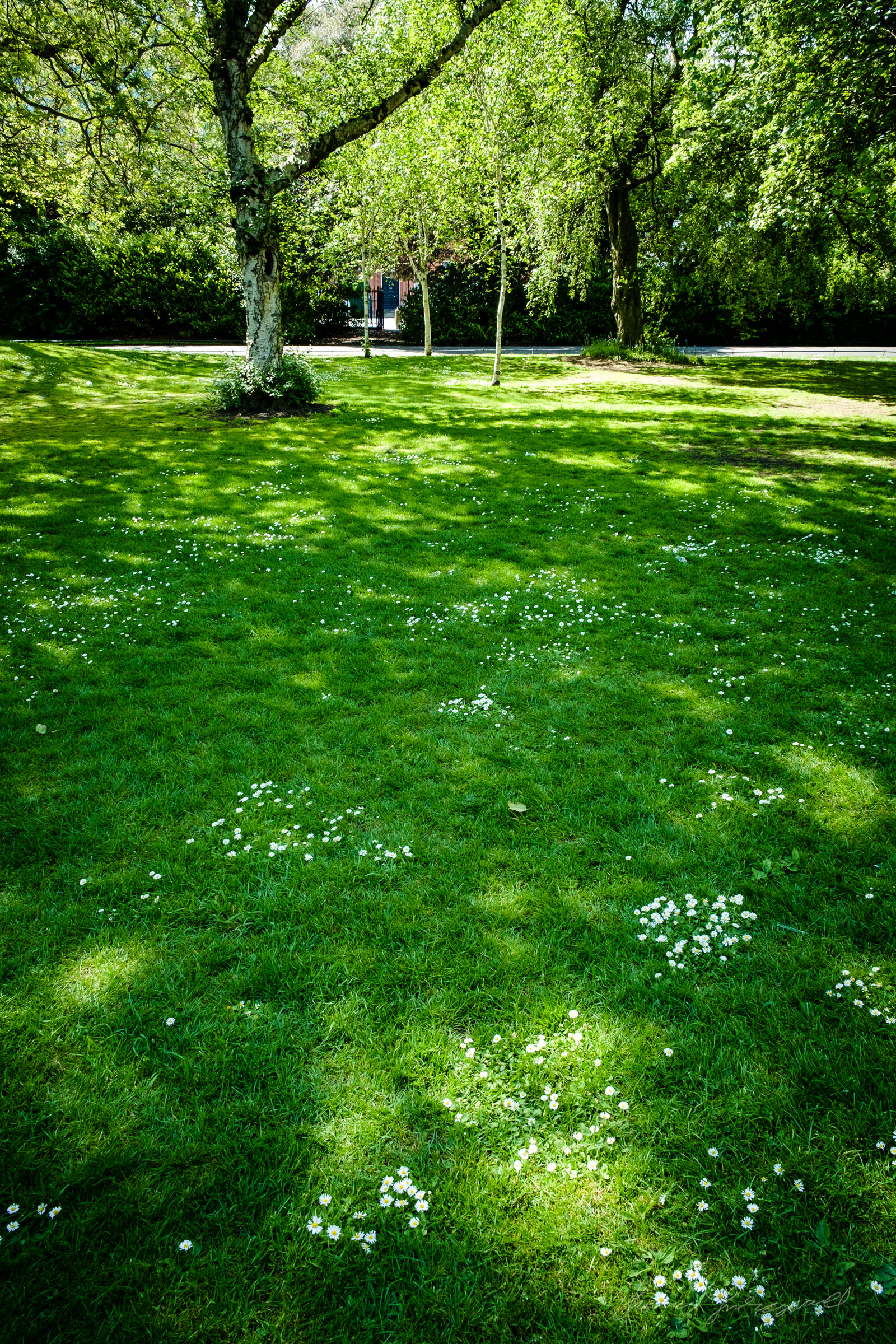 Field of Daisies