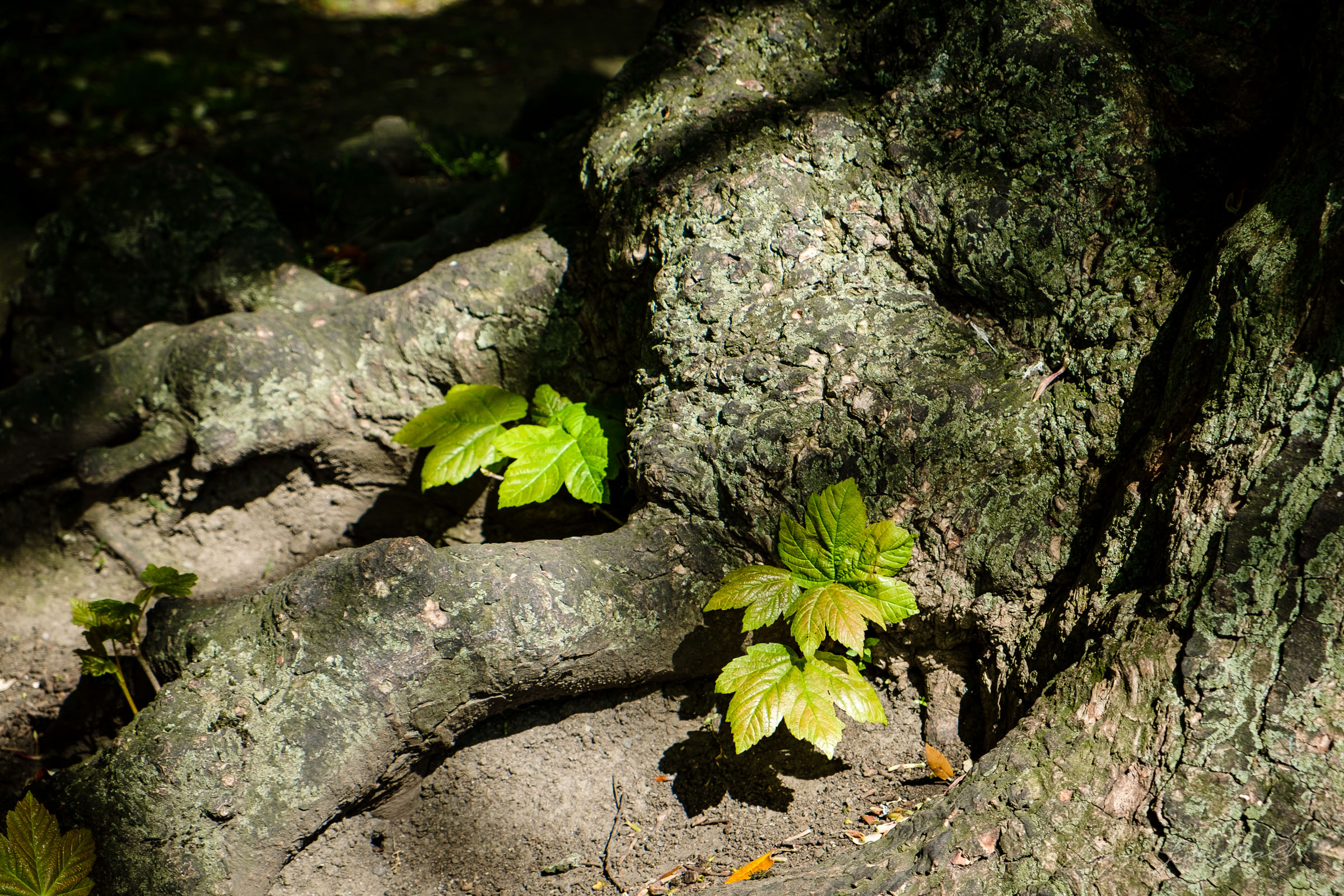 Fresh branches on Tree Trunks