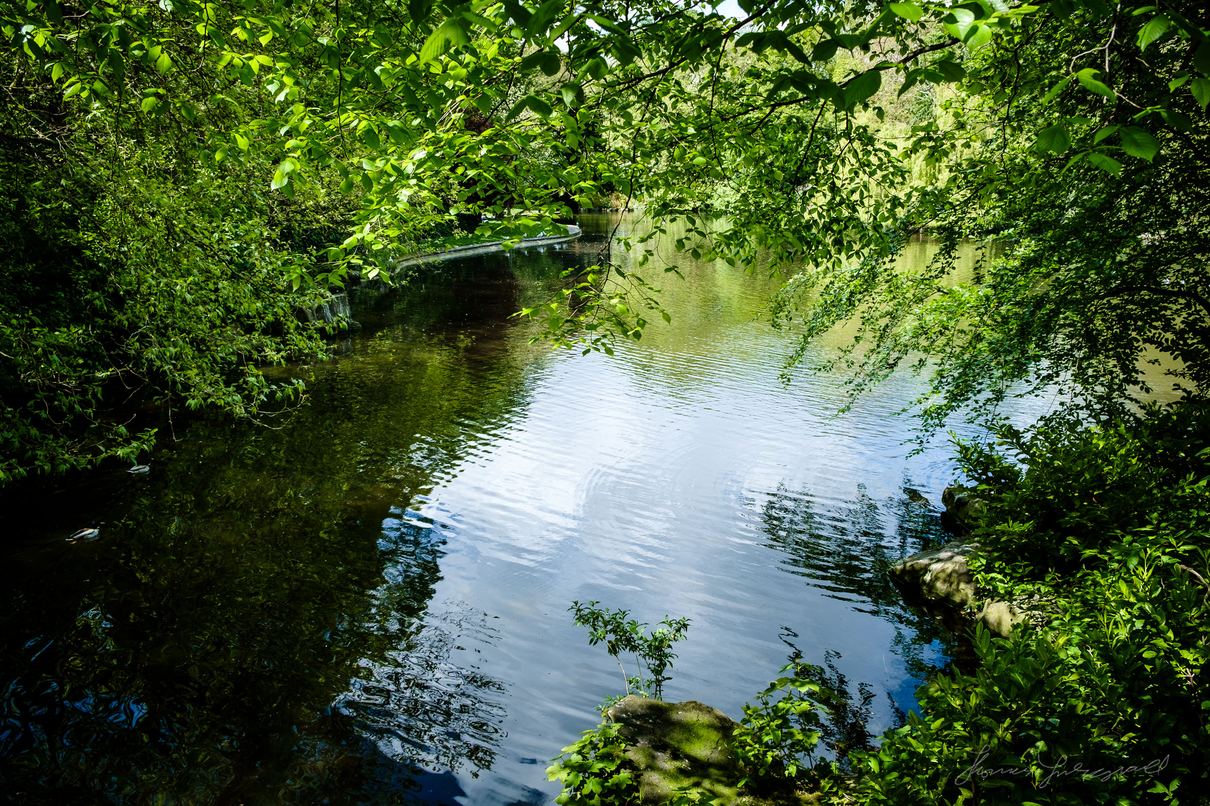 Lake in the Park