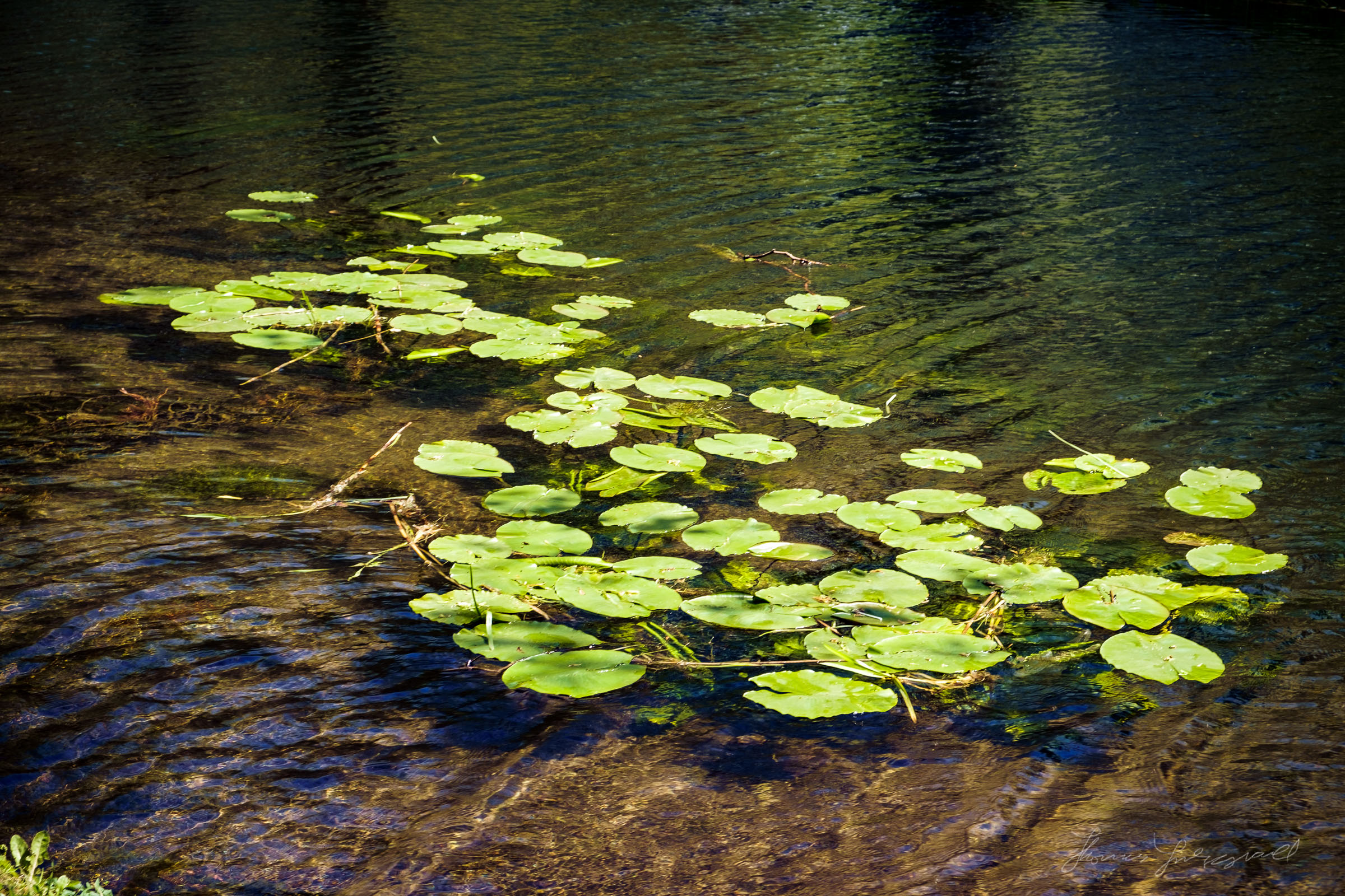 Lilly pads in the Canal