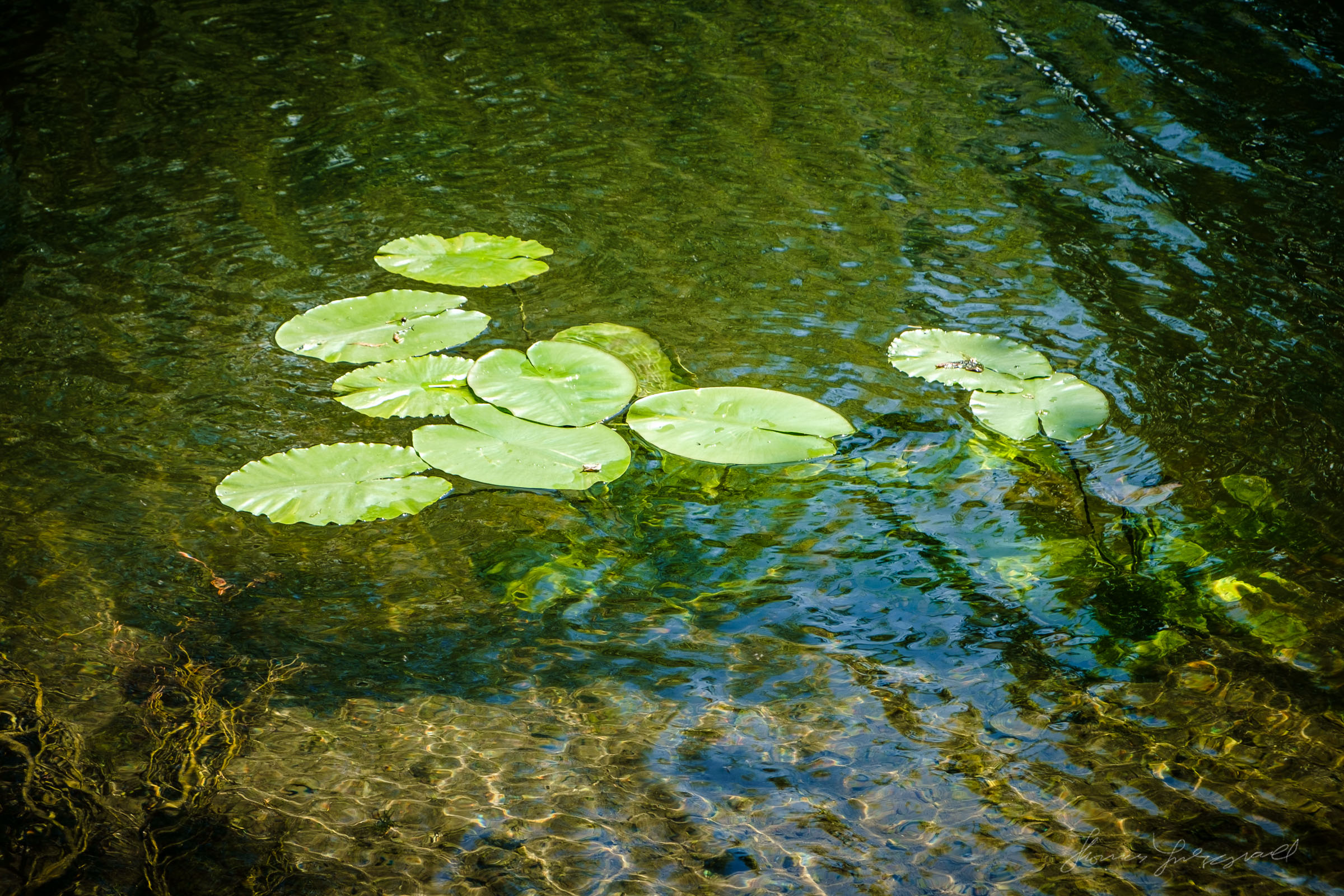 Lilly Pads in the Water