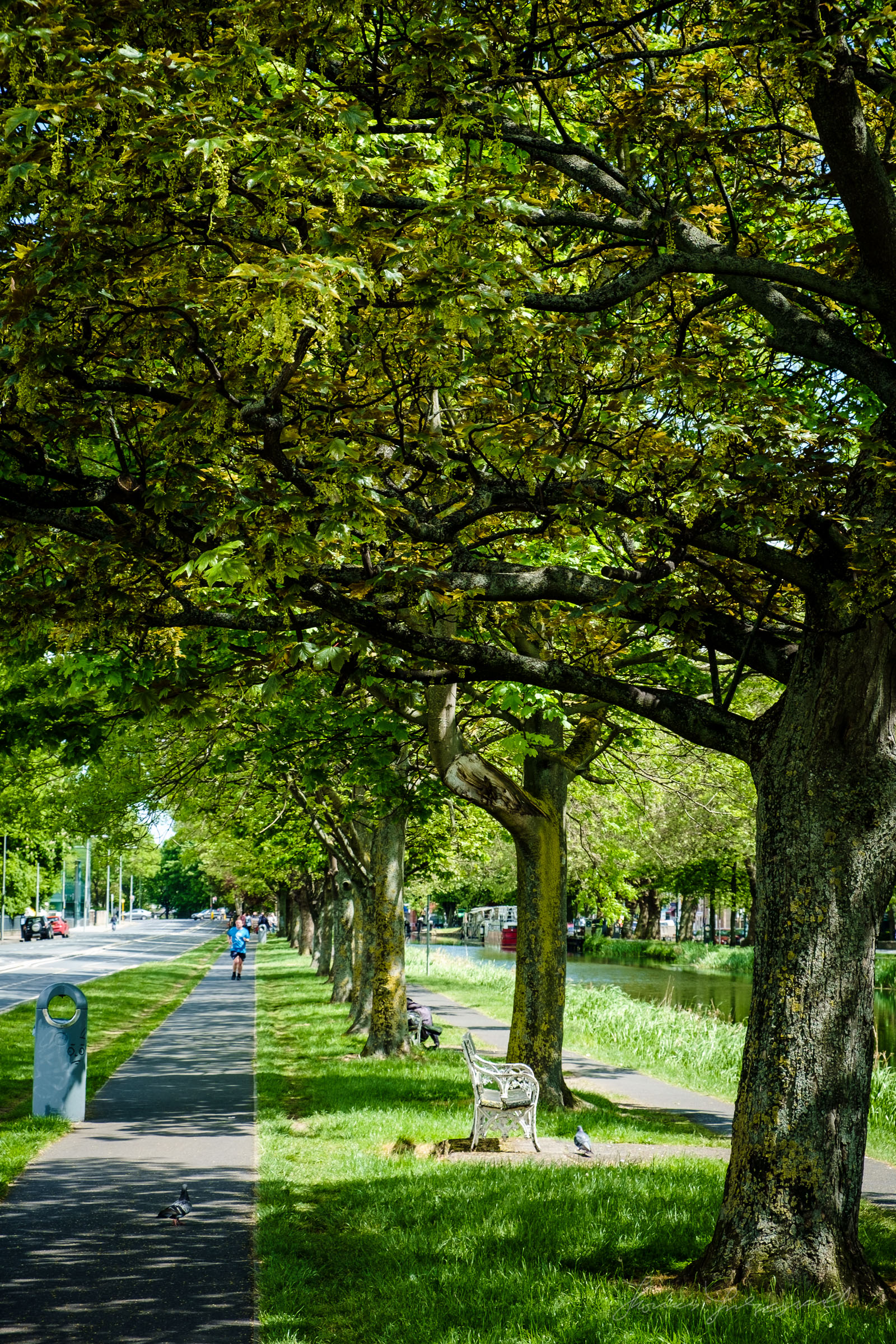 Summer Path by the Canal in Dublin