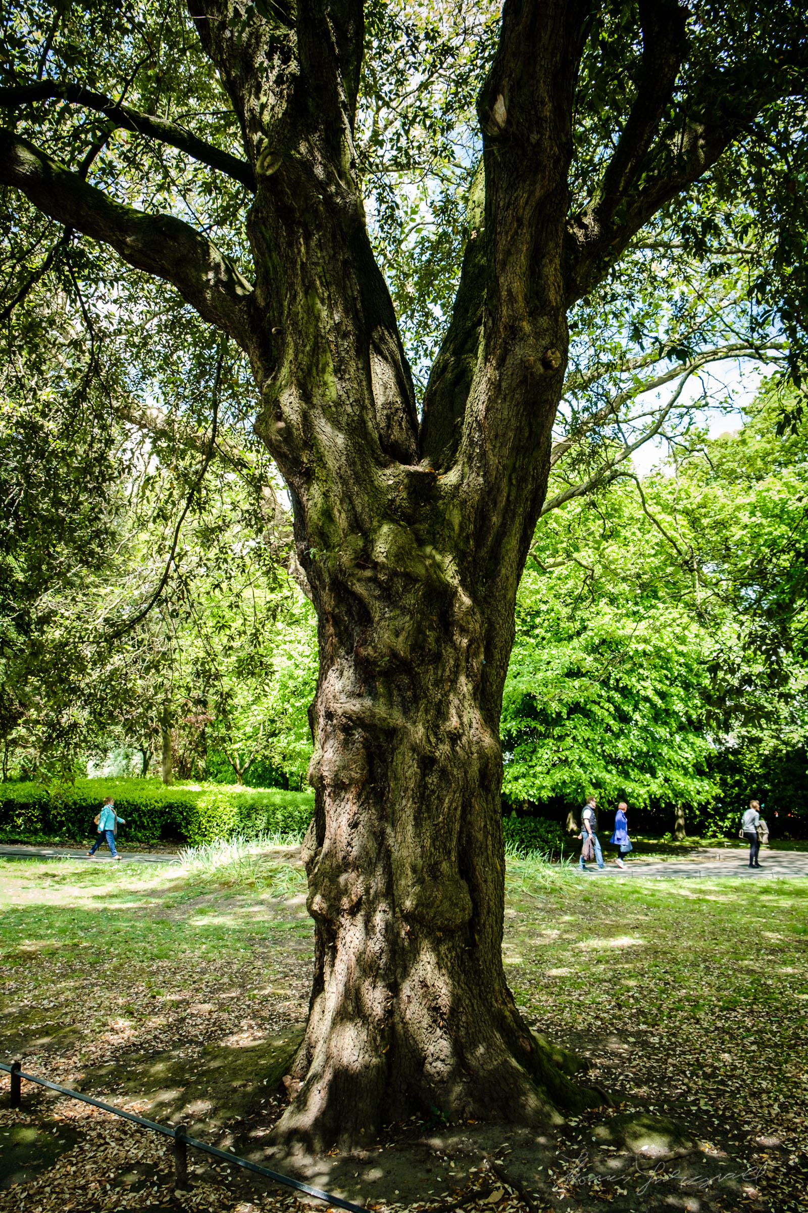 Tall Tree in the Park