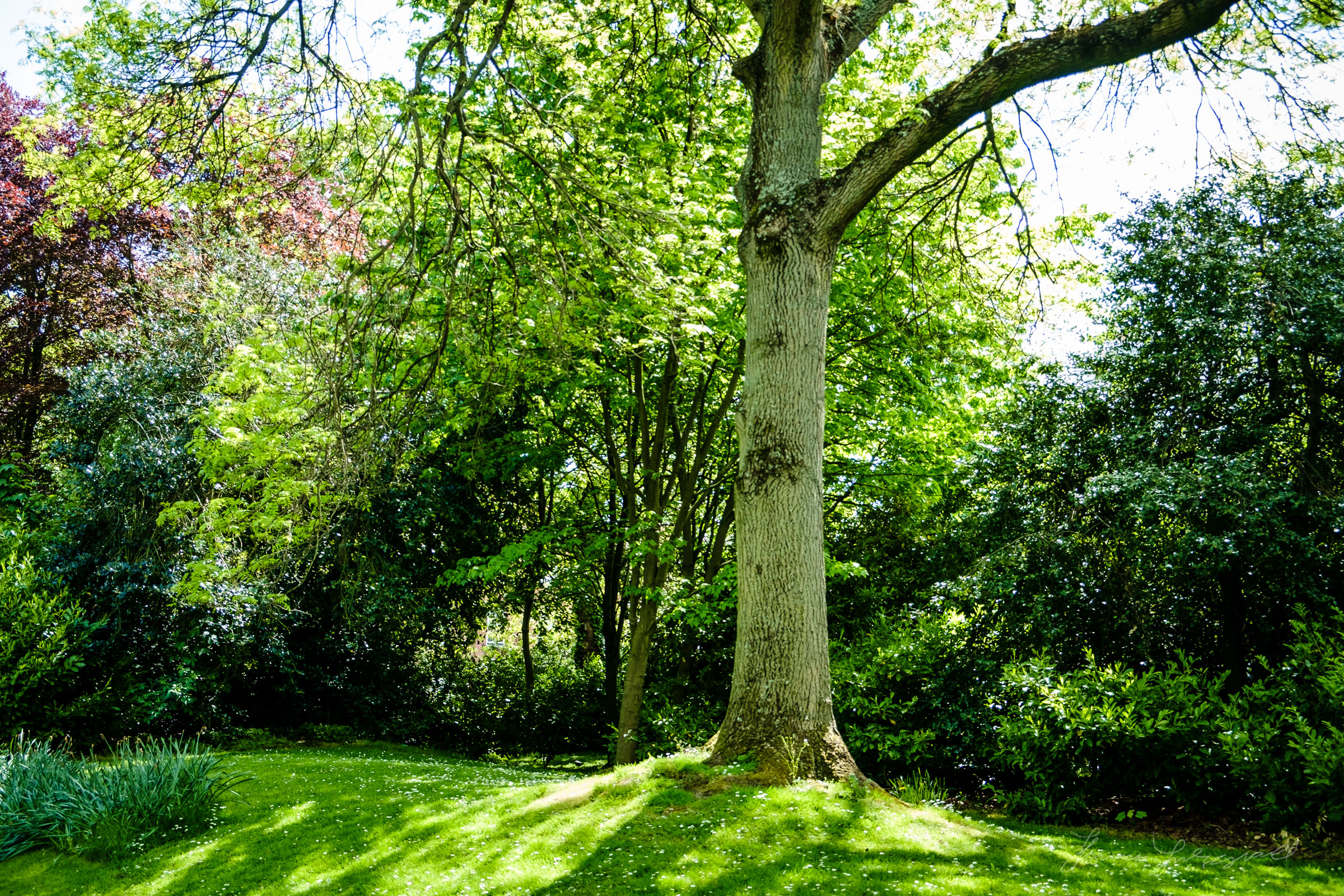 Tree and sunlight